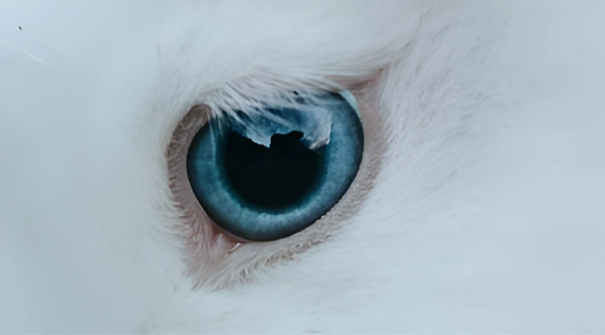 A close-up of a vibrant blue animal eye with a dark pupil, surrounded by soft white fur. Guess the animal by its eyes.