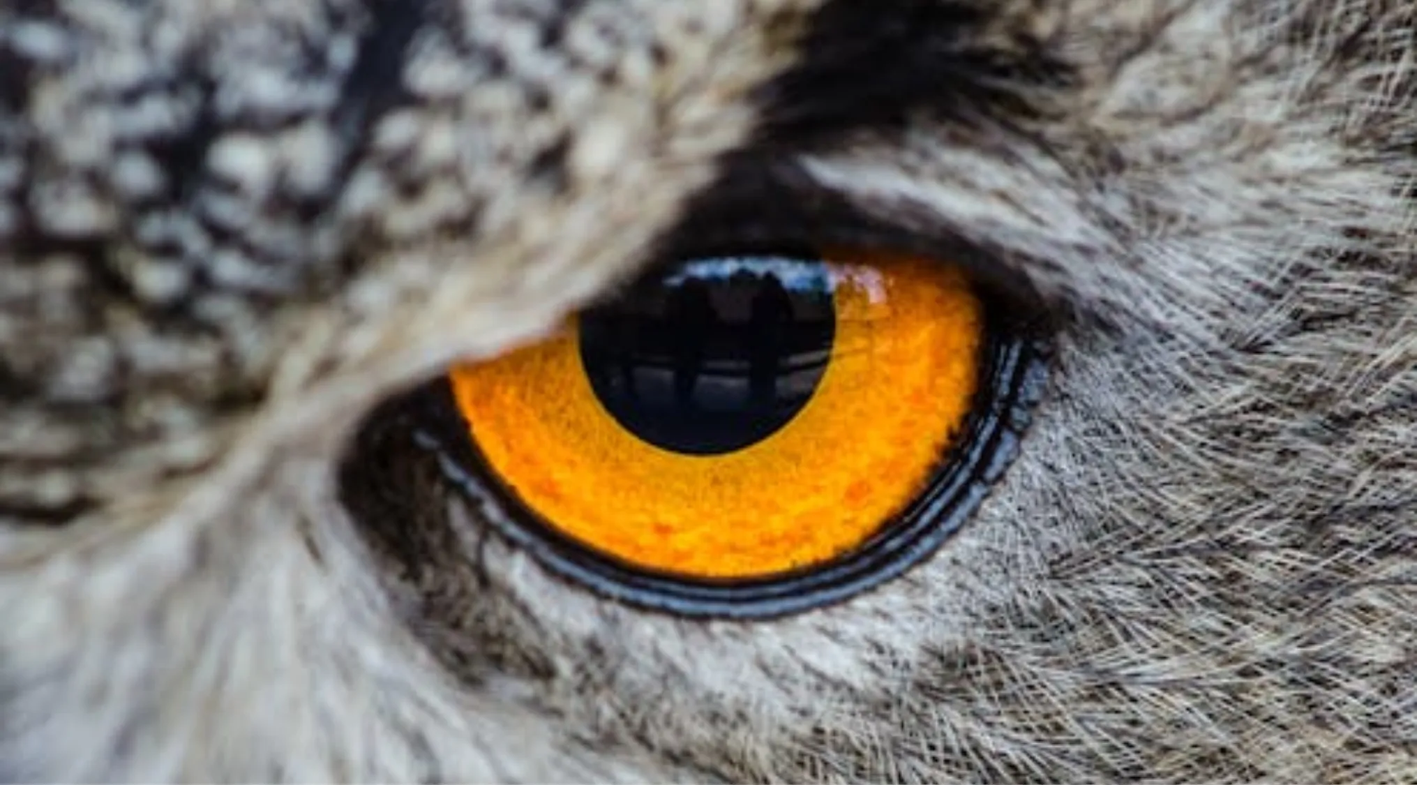 Close-up of an owl's intense orange eye and black pupil. Can you identify animals by their eyes? Whose eyes are looking at you?