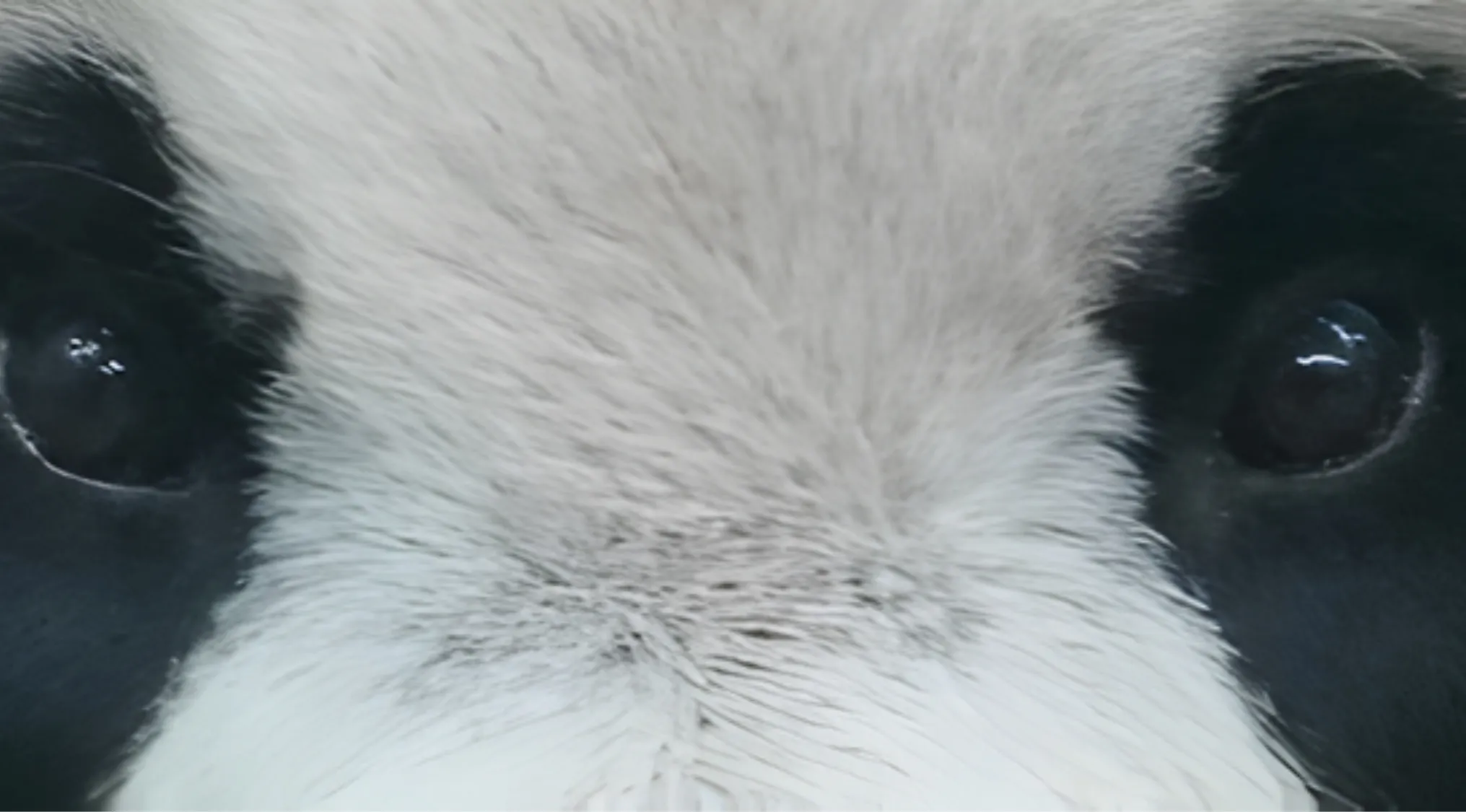 Close-up of a panda's eyes and white fur. Guess the animals by their eyes.