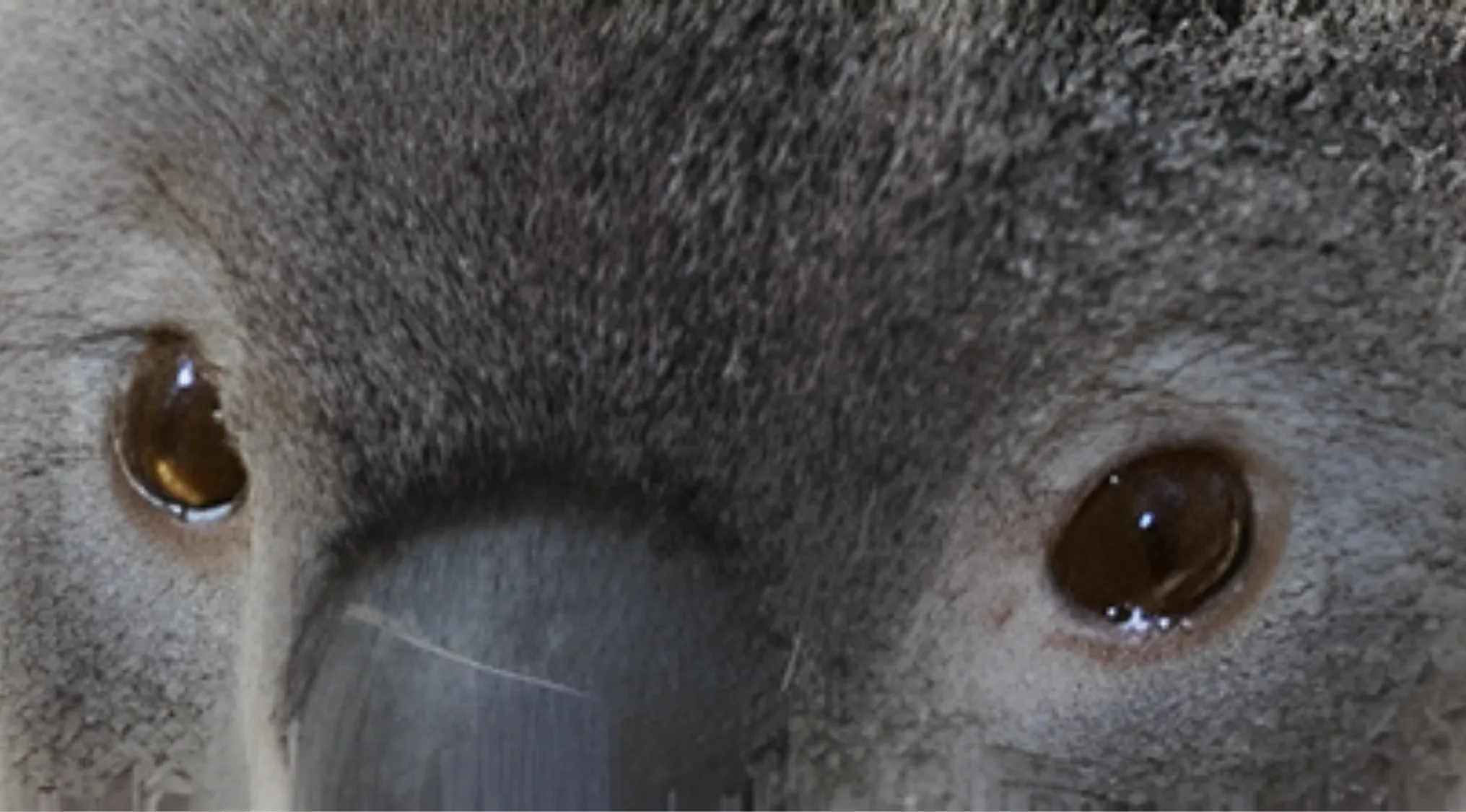 Close-up of a koala's dark brown eyes and grey fur. Can you identify whose eyes these are from 20 animals?