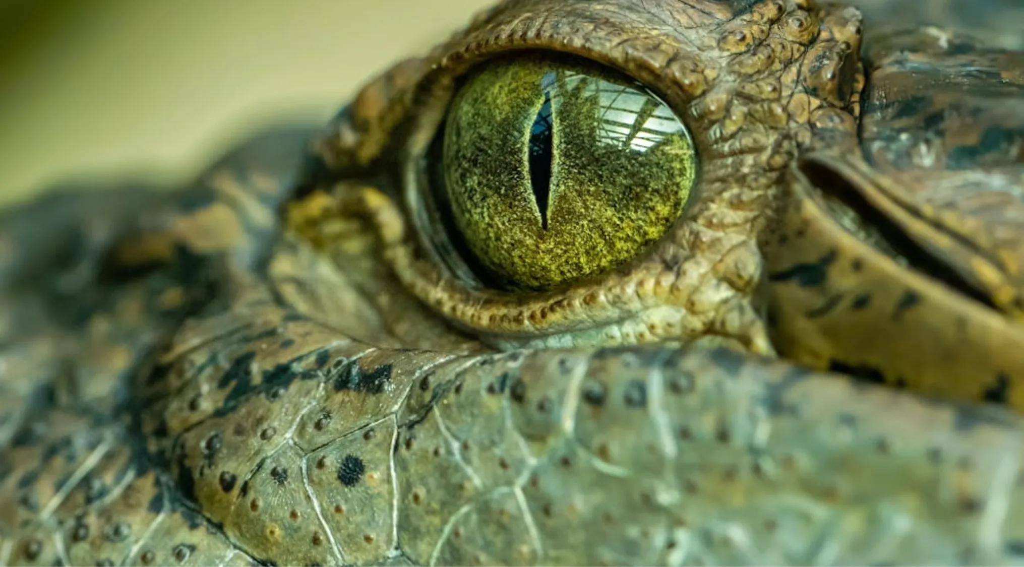 A close-up of a reptile's eye with a vertical pupil and textured skin. Can you identify animals by their eyes?
