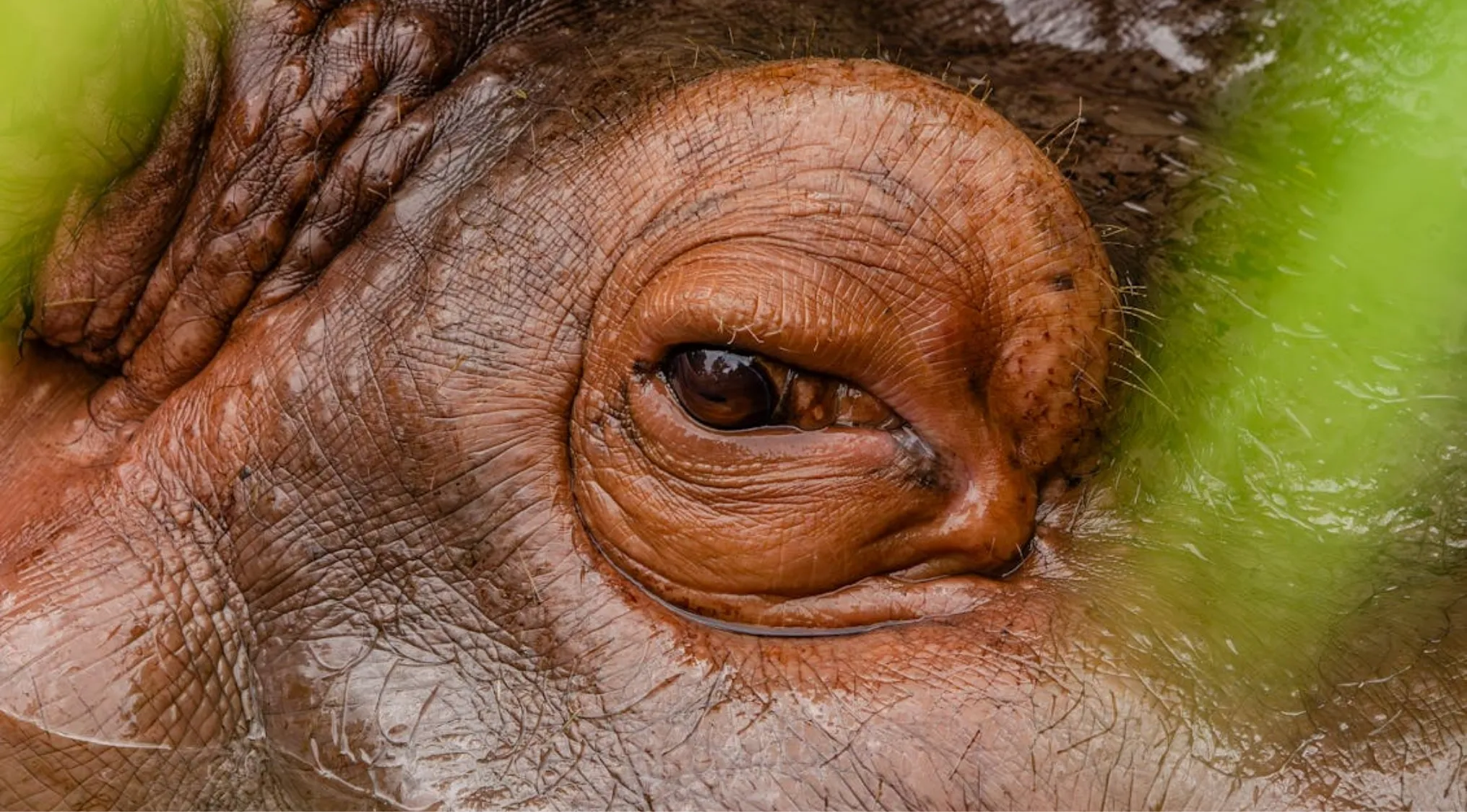 Close-up of an eye and wrinkled skin, with hints of green foliage. Identify animals by their eyes.