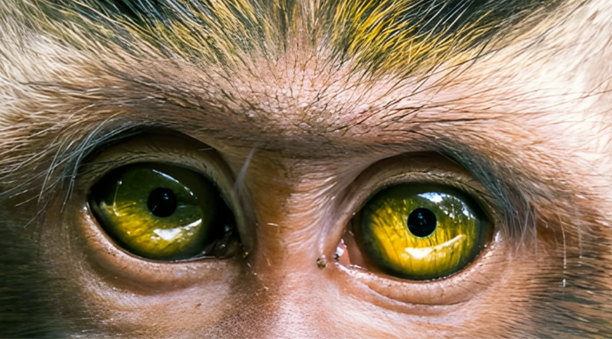 Close-up of intense yellow-green animal eyes with dark pupils, surrounded by light brown and yellow fur. Can you identify animals by their eyes?
