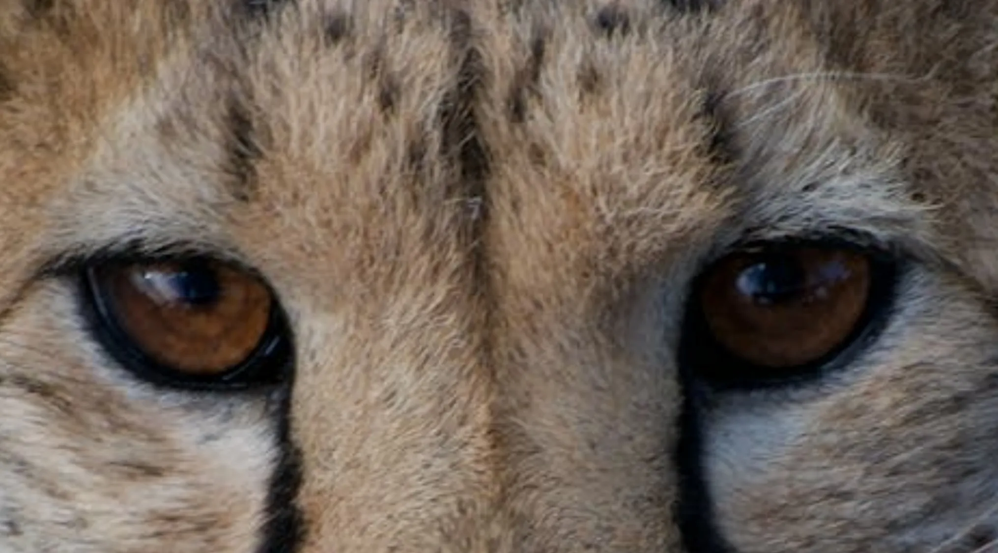 Close-up of a cheetah's eyes. Can you tell who these eyes belong to? Identify animals by their eyes.