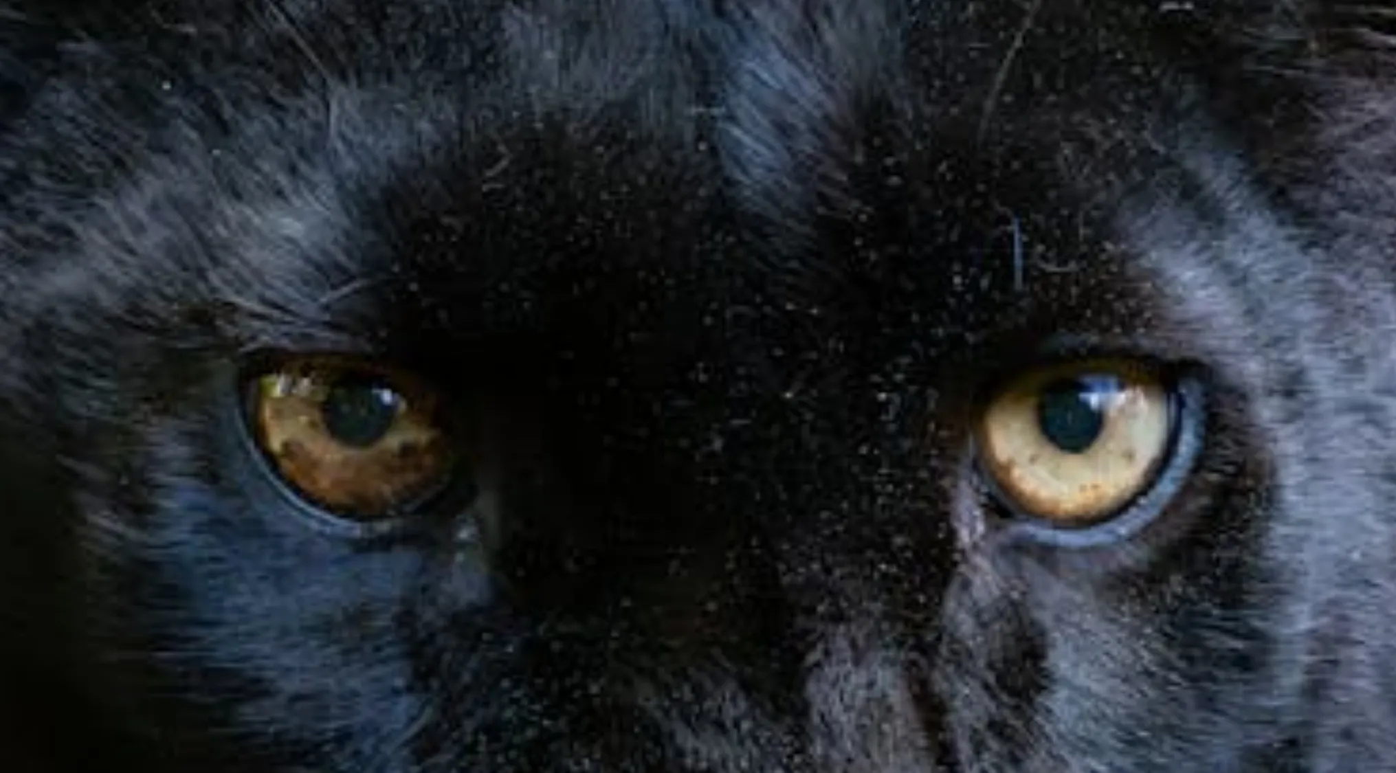 Close-up of a black jaguar's eyes, striking golden irises contrasting with dark fur. Identify animals by their eyes.