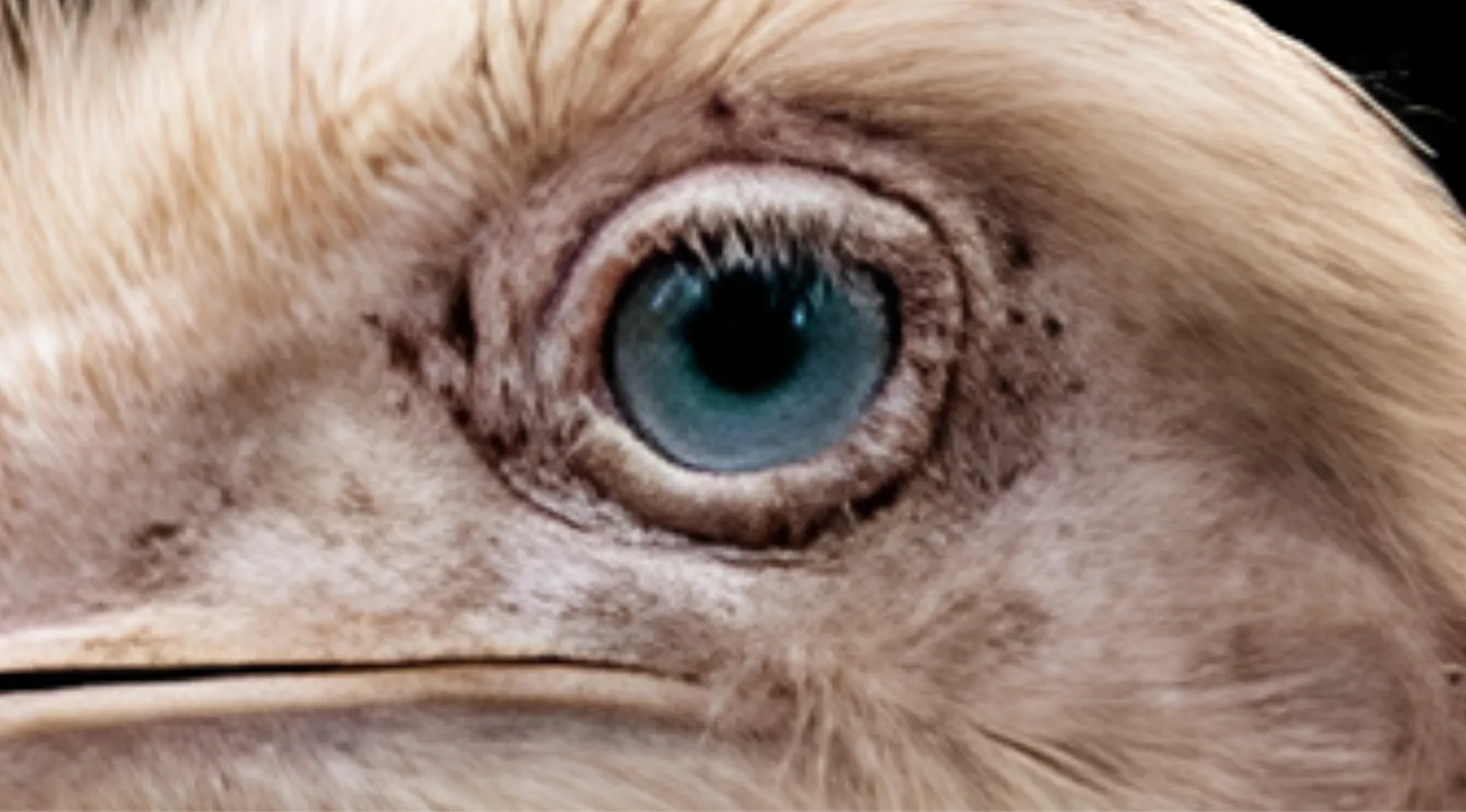 Close-up of an animal's eye with light brown feathers and a striking blue iris. Can you identify animals by their eyes?