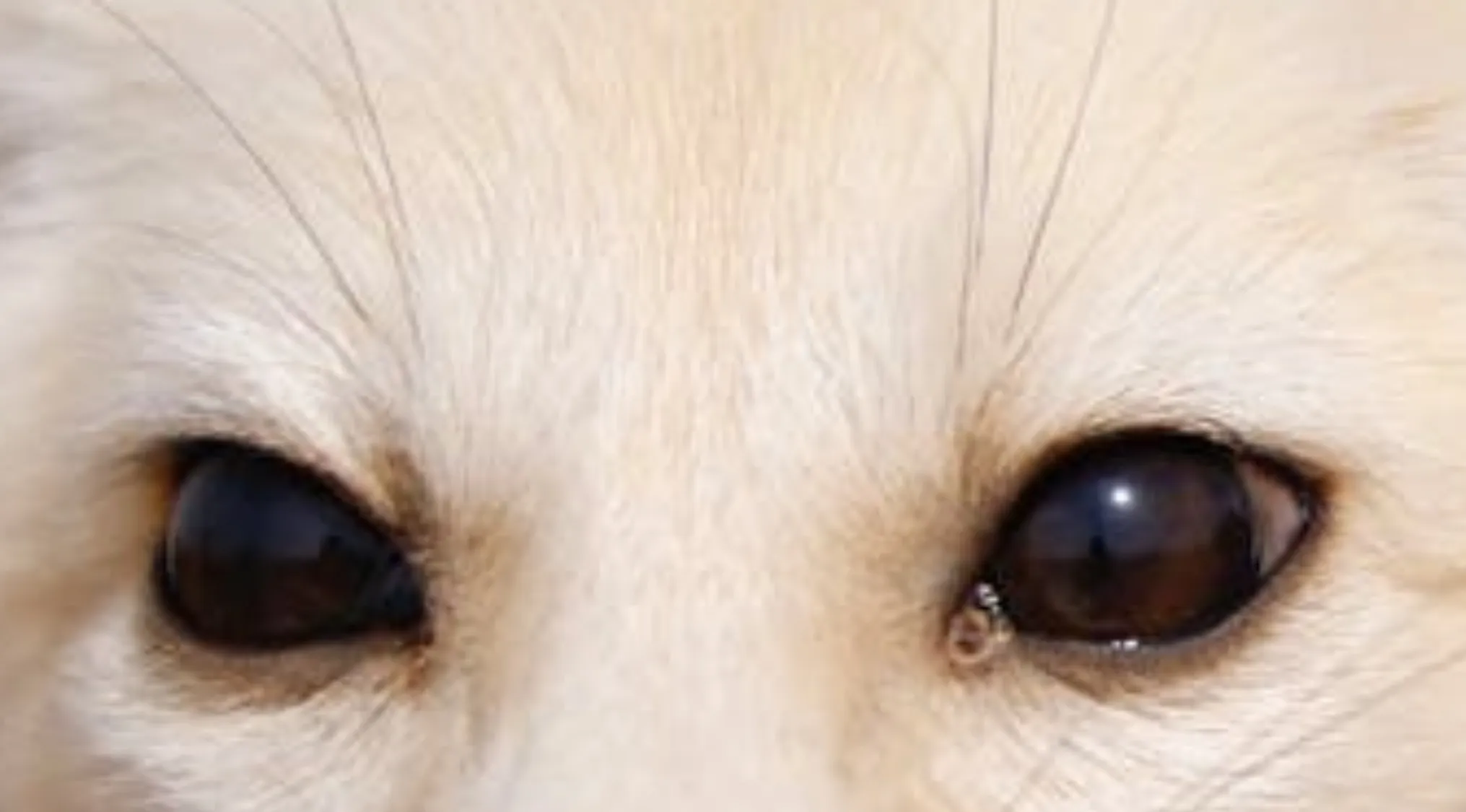 Close-up of an animal's eyes, featuring light fur and dark, reflective pupils. Guess which animal this is.