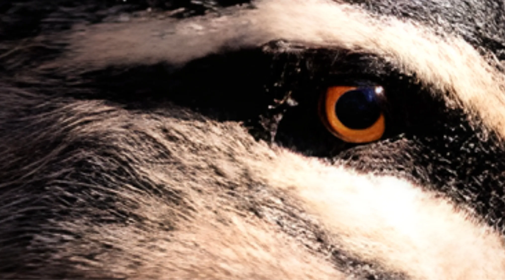 Close-up of an animal's eye, with dark fur and a golden-orange iris. Identify animals by their eyes.