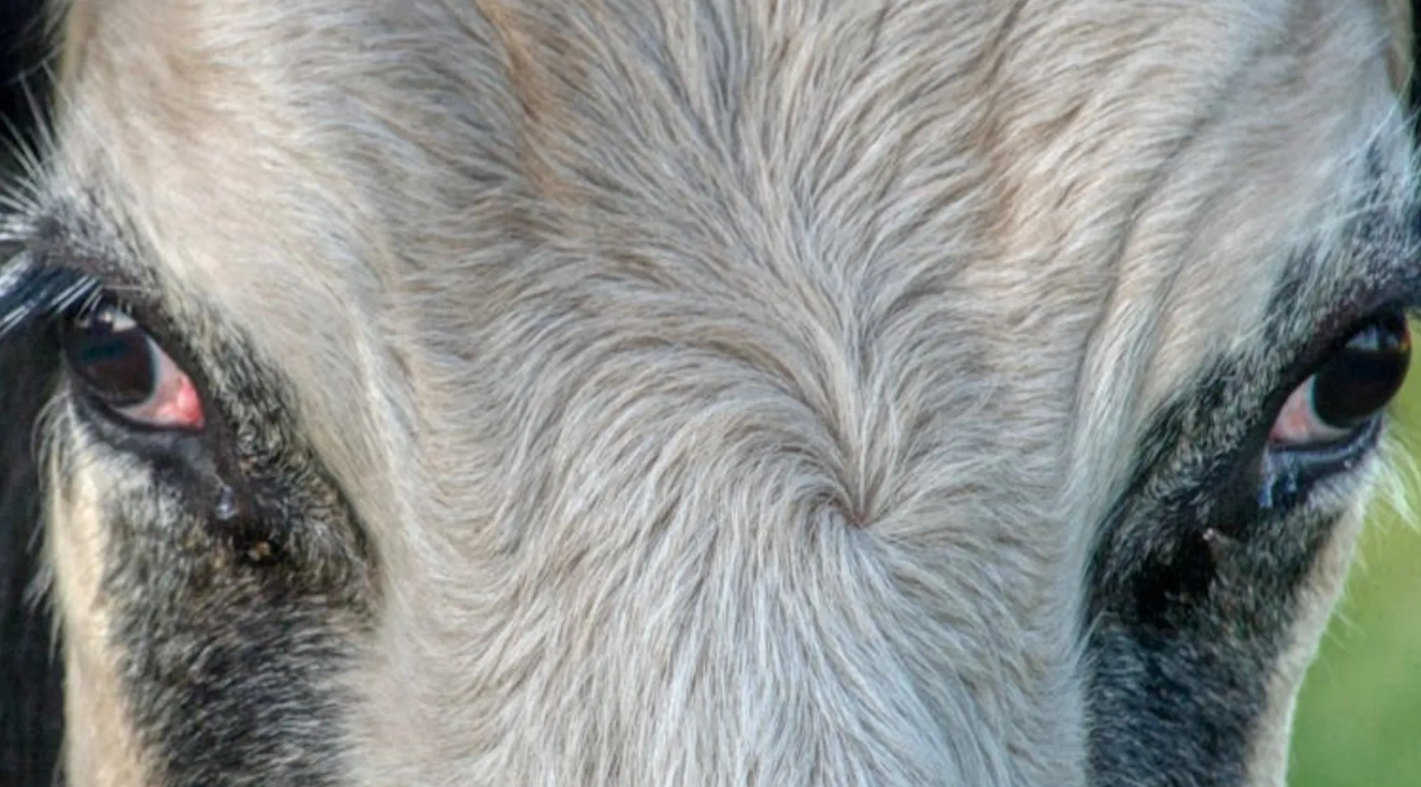 A close-up of a donkey's eyes, with light grey fur, useful for identifying animals by their eyes.