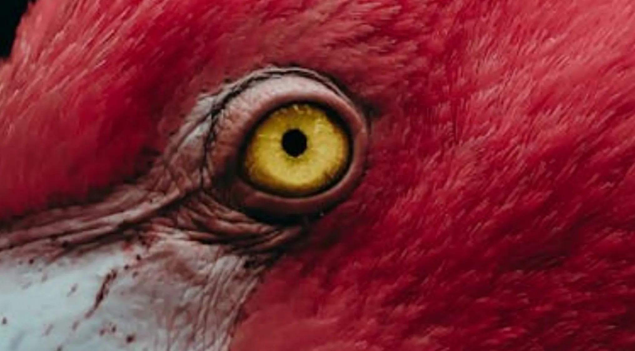 Close-up of a vibrant red animal eye with a bright yellow iris and dark pupil. Guess the animals by their eyes.