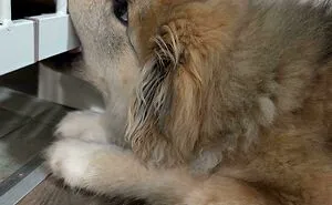 67 Hilarious Posts Of Dogs Who Don't Know How To Do Anything But Be Goofy (New Pics)
