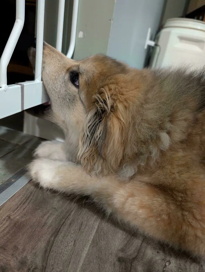 Funny unhinged dog pictures of a fluffy golden dog biting a white metal baby gate