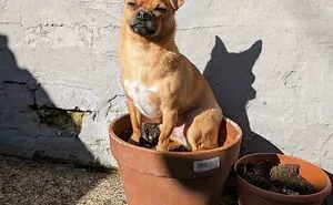 67 Hilarious Posts Of Dogs Who Don't Know How To Do Anything But Be Goofy (New Pics)