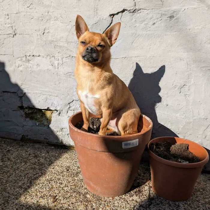 A funny unhinged dog sitting proudly inside a brown terracotta flower pot