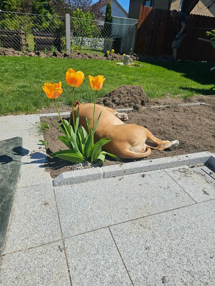 A funny unhinged dog face down in a dirt flower bed next to yellow tulips
