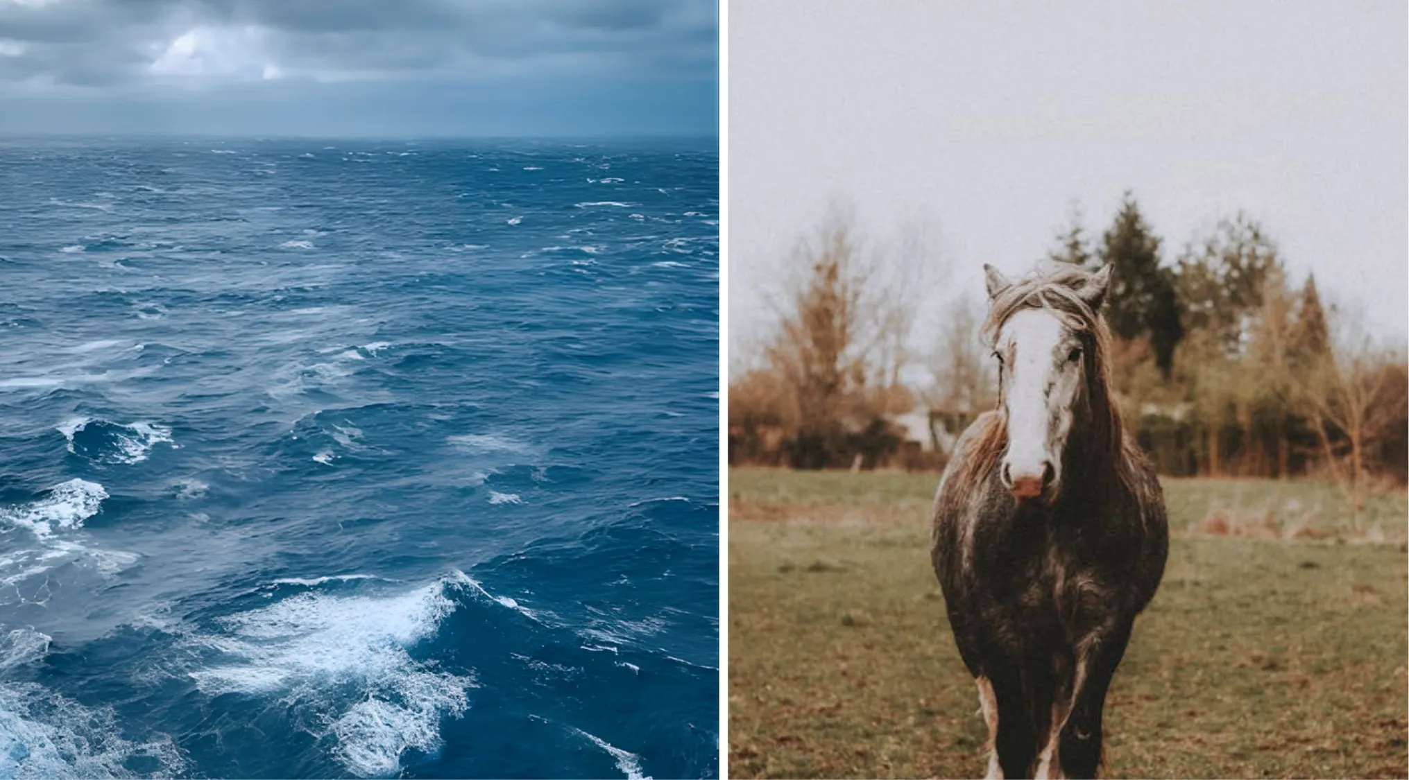Two images side-by-side: a stormy ocean and a horse in a field. Guess the word from 2 images challenge.