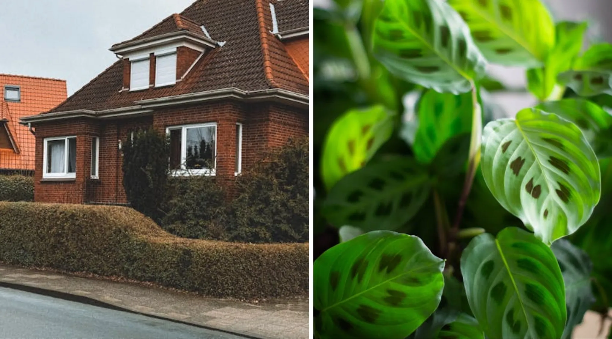 Two images: a red brick house with a hedge and a close-up of green plant leaves. Guess the word from 2 images.