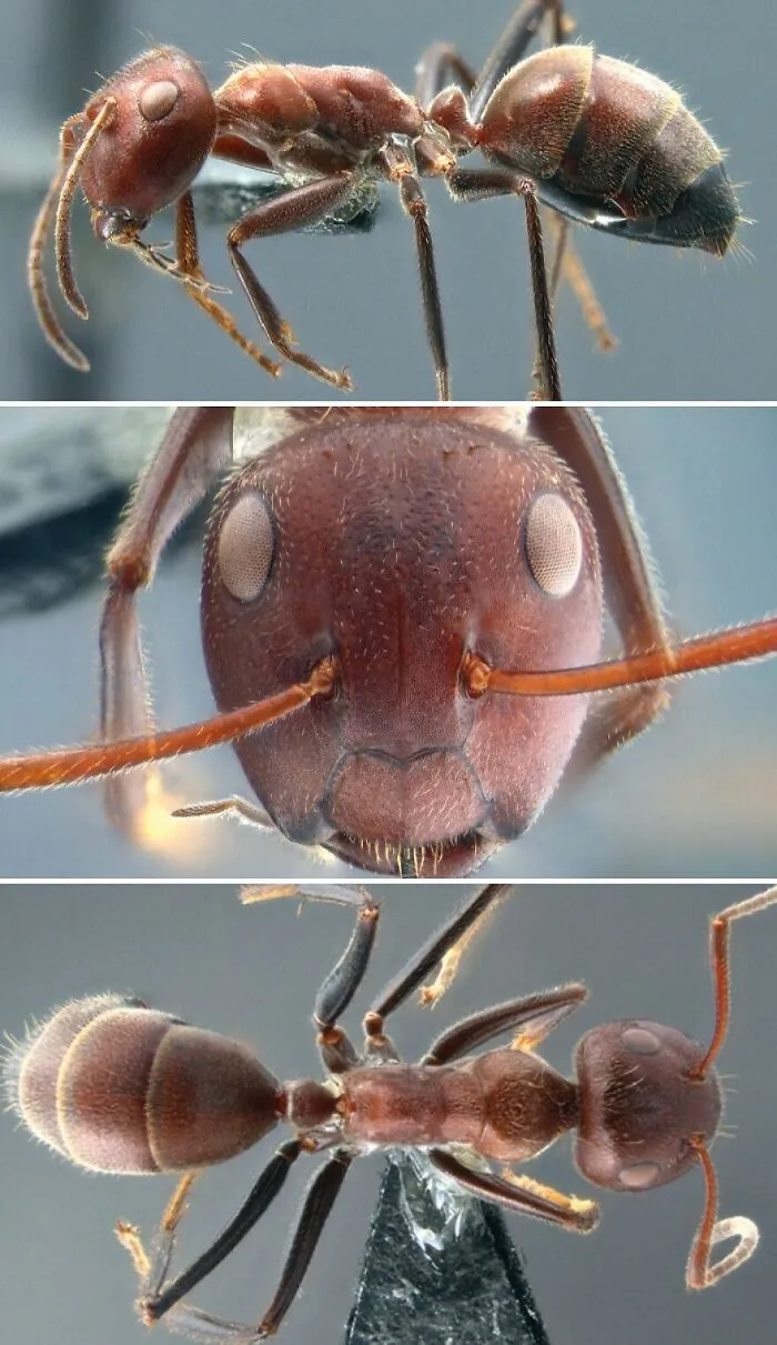 “Exploding Ants” 
