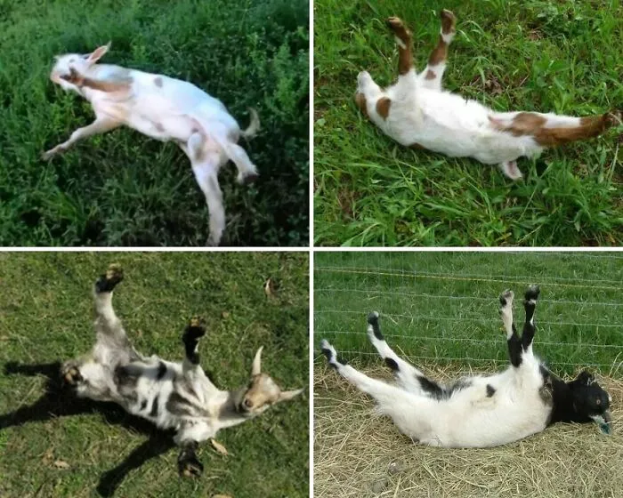 “Fainting” Goats