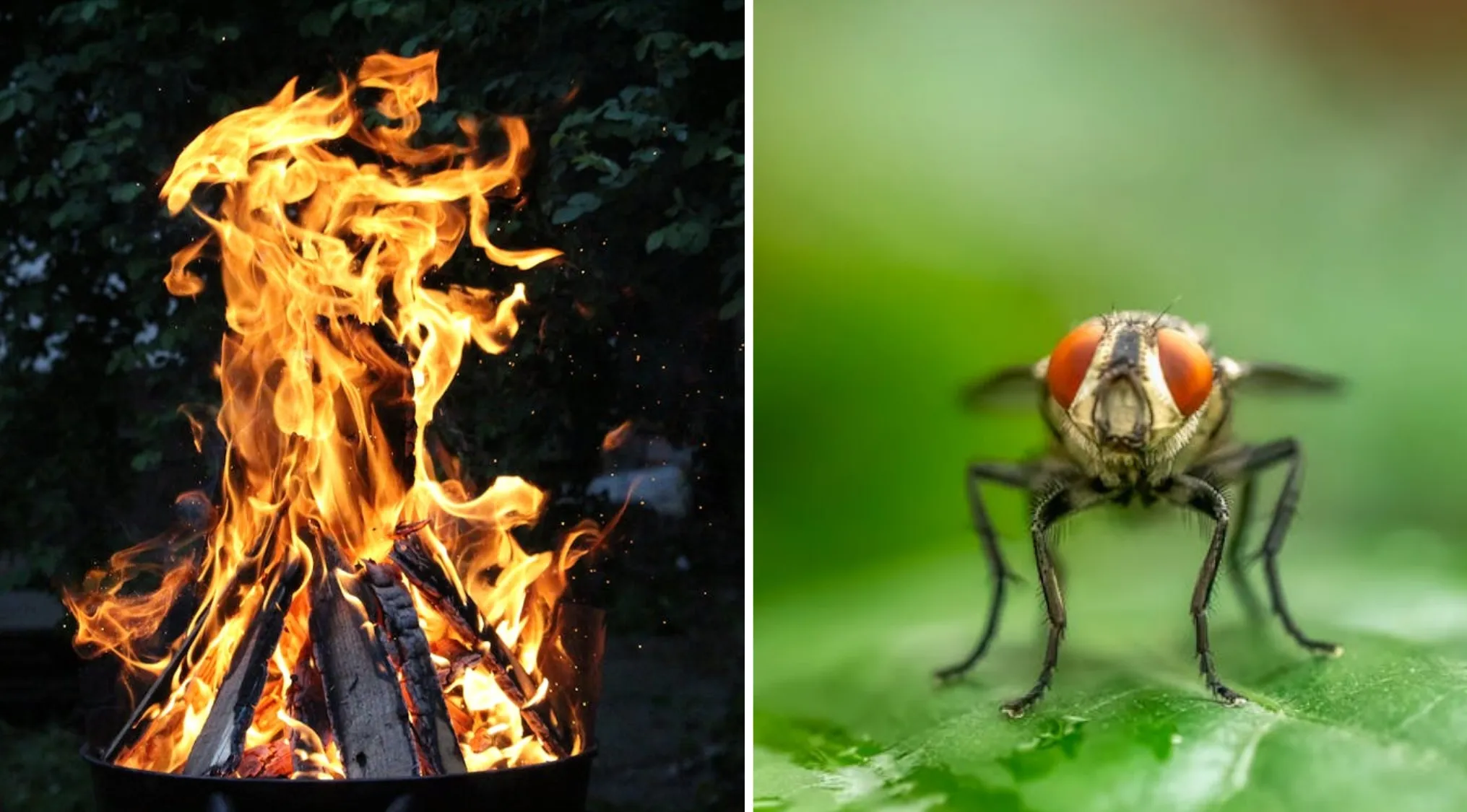 Guess The Word From 2 Images: A blazing fire on the left, and a close-up of a fly on a green leaf on the right.