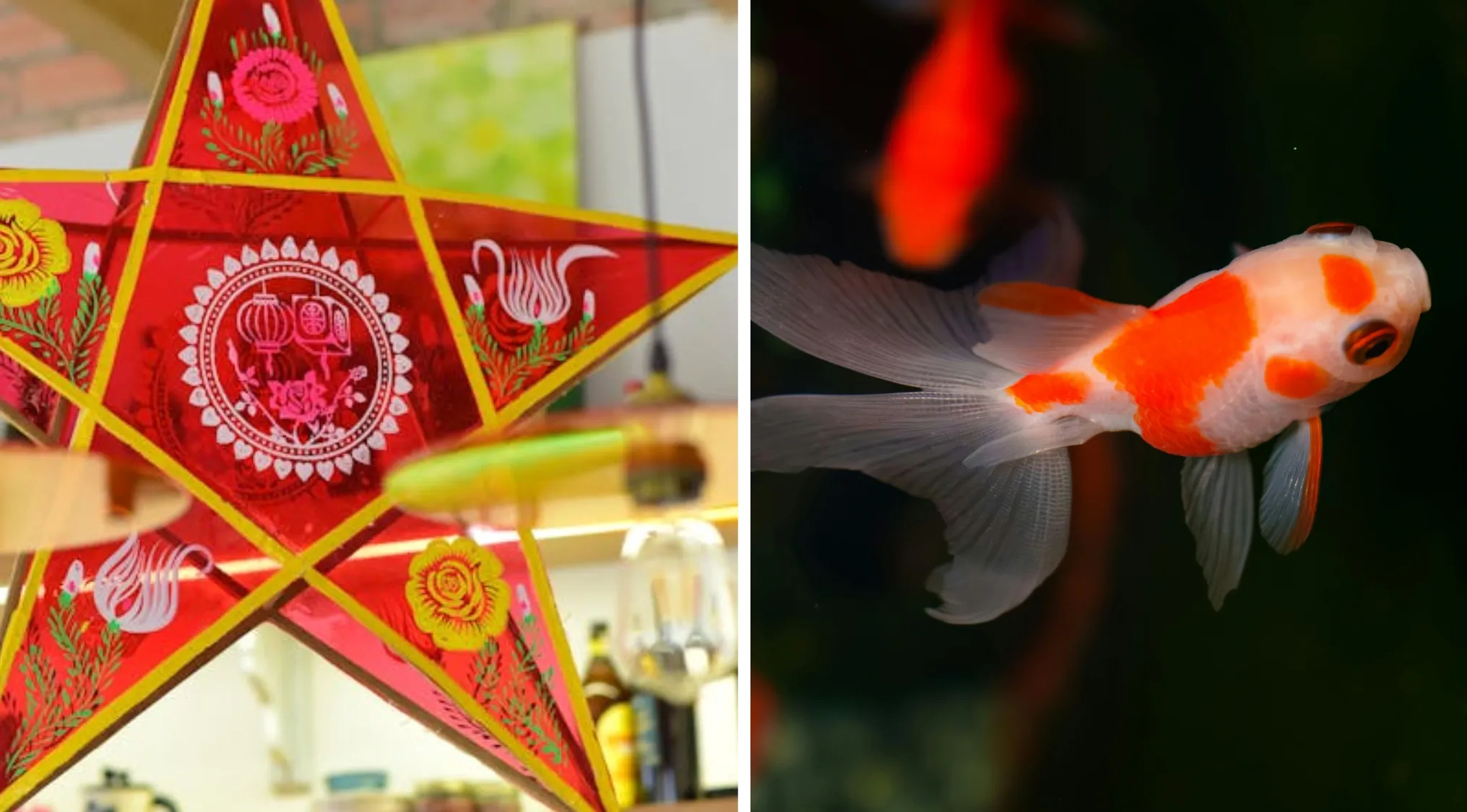 Guess The Word: A vibrant red star lantern with intricate patterns alongside a beautiful goldfish, ready for a word puzzle.