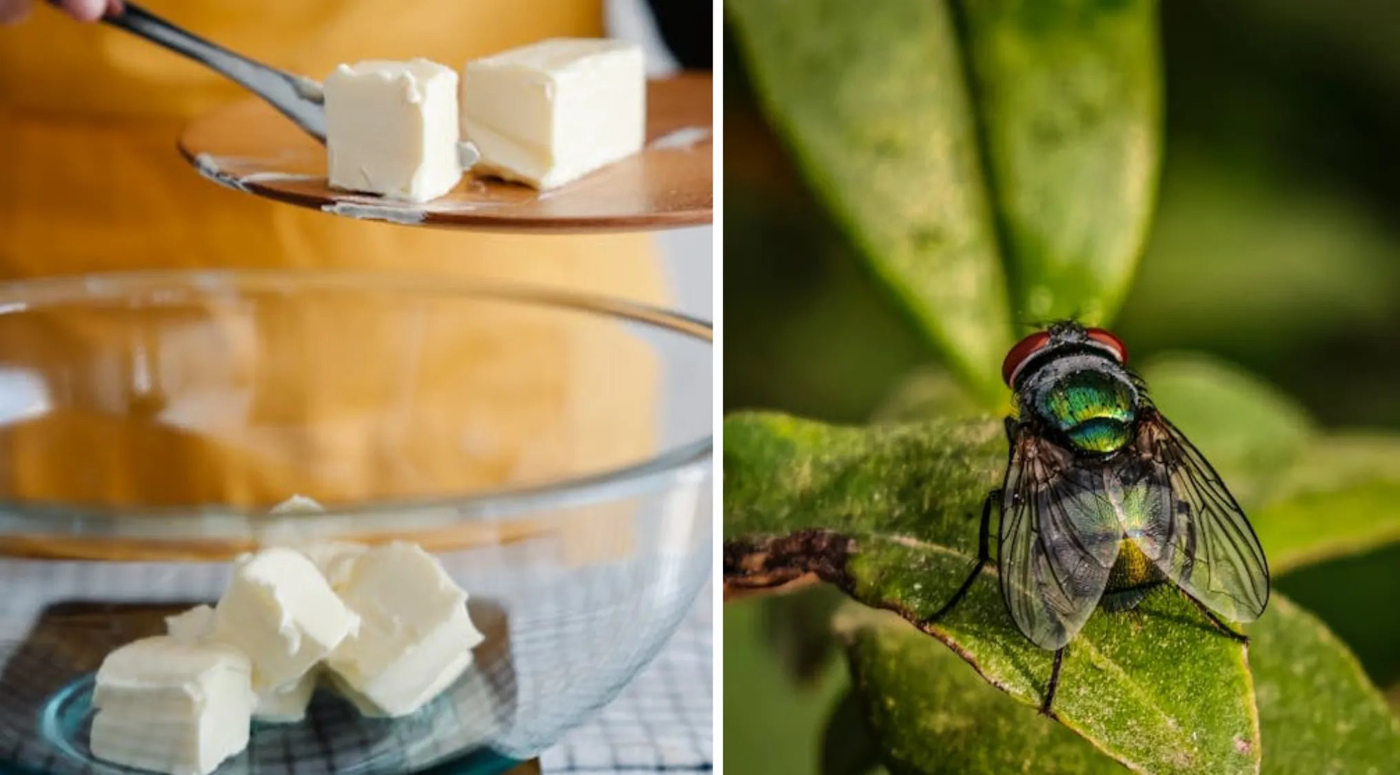 Guess The Word with images: cubes of butter and a green bottle fly on a leaf.