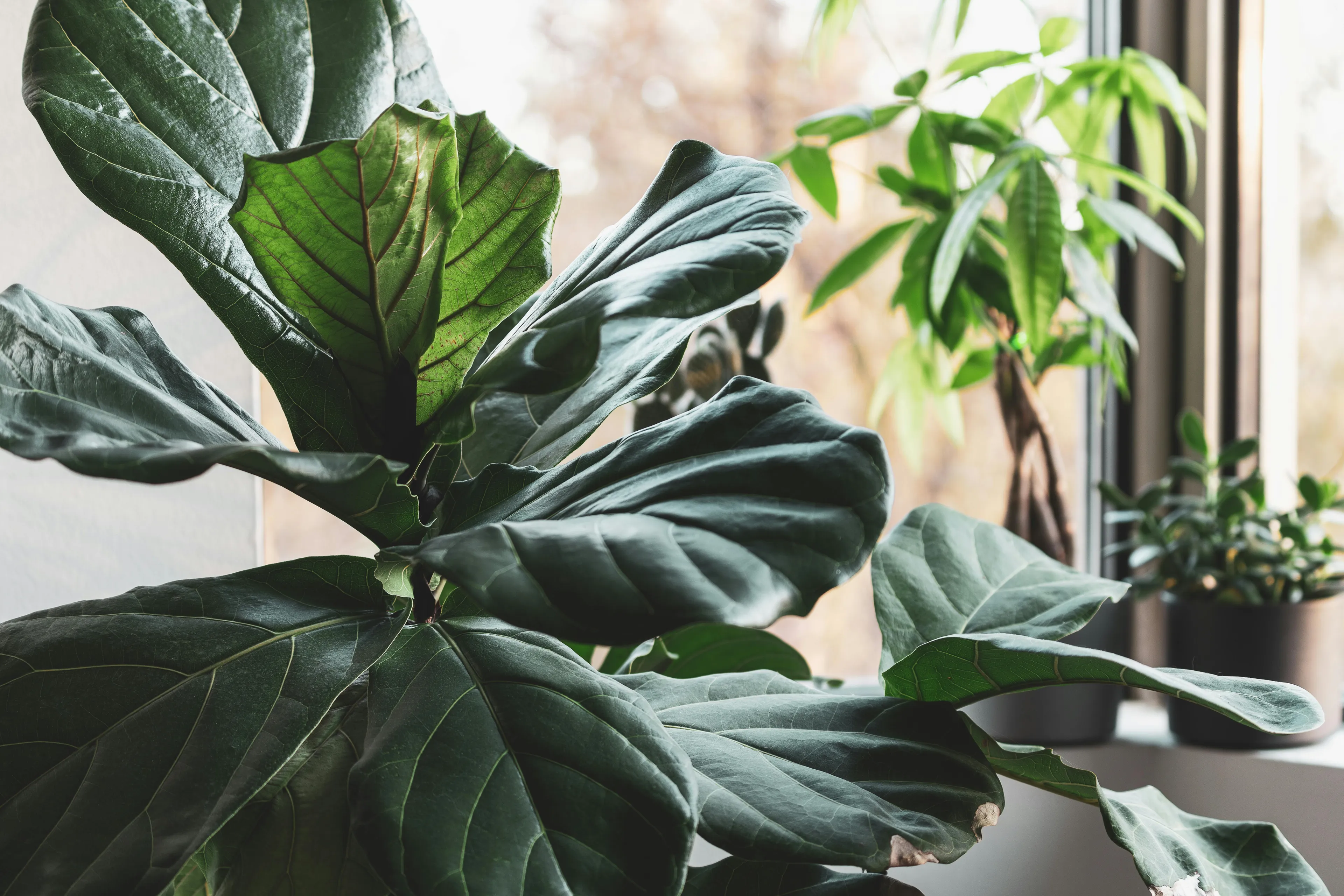 A vibrant Fiddle Leaf Fig houseplant with large, dark green leaves, next to other houseplants near a window.
