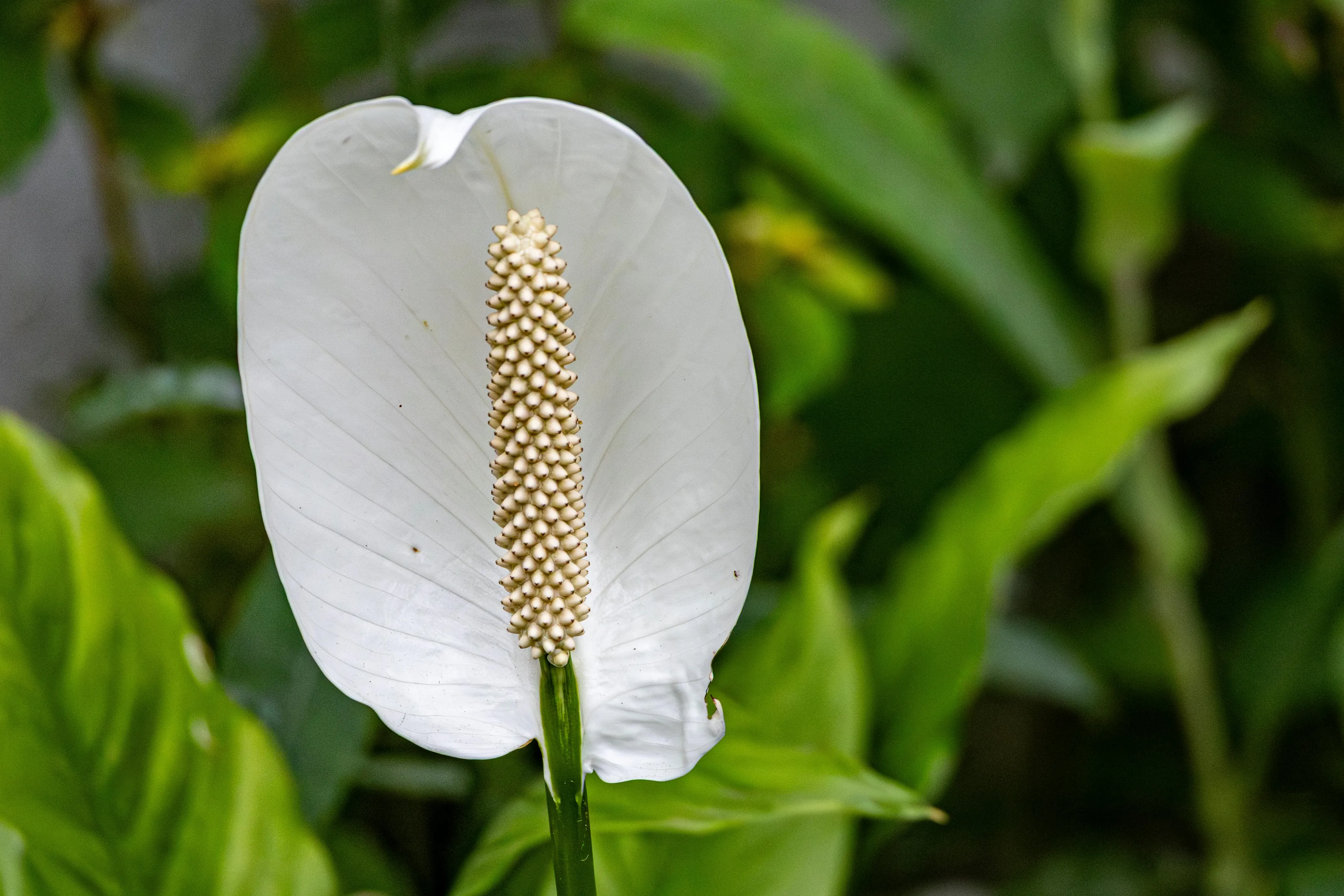 Close-up of a white Peace Lily flower with a spiky spadix, surrounded by lush green houseplant foliage.