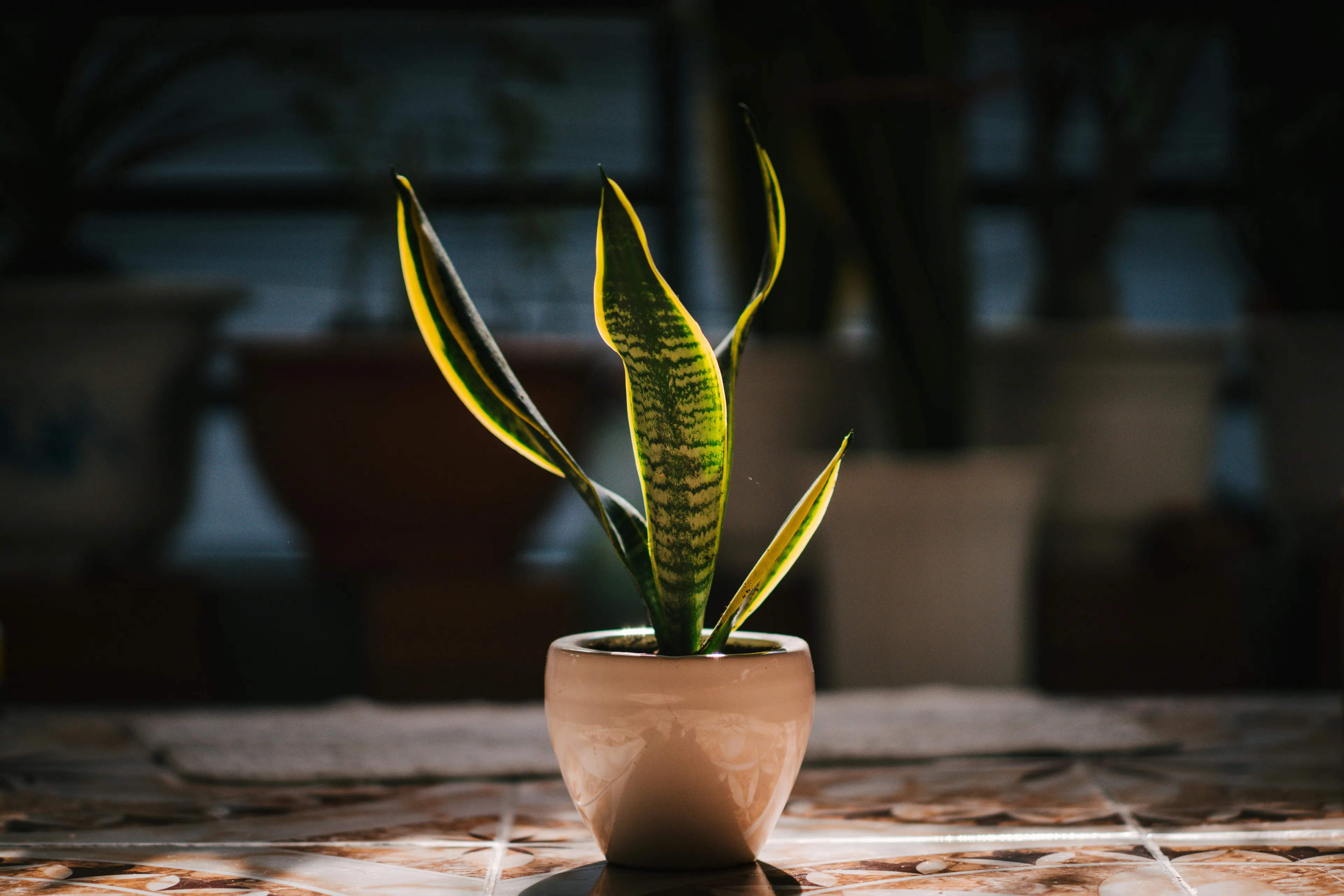 A vibrant Snake Plant in a small pot, illuminated by sunlight indoors, perfect for a houseplant.