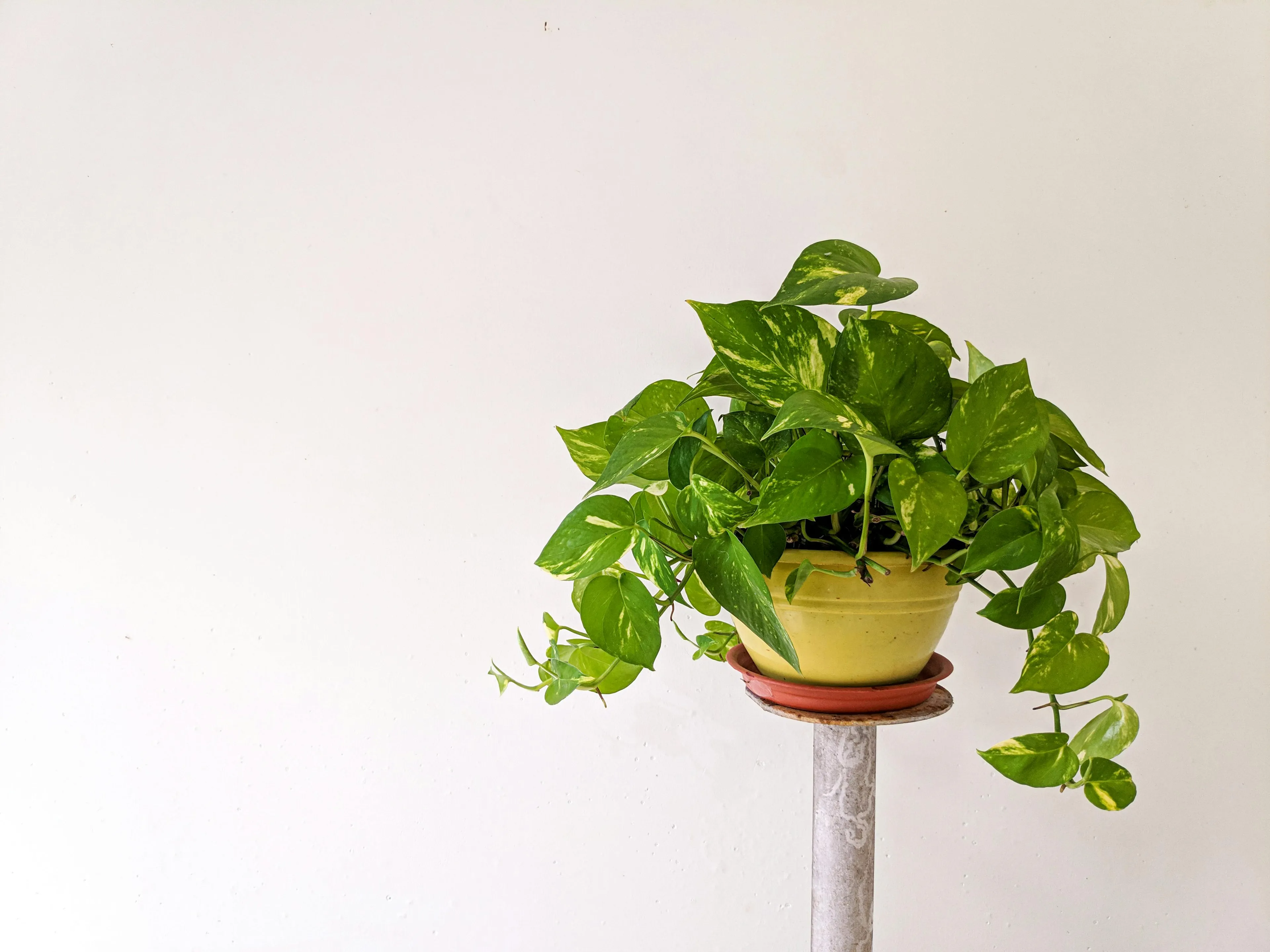 A vibrant Pothos houseplant in a yellow pot sits on a stand against a plain white wall.