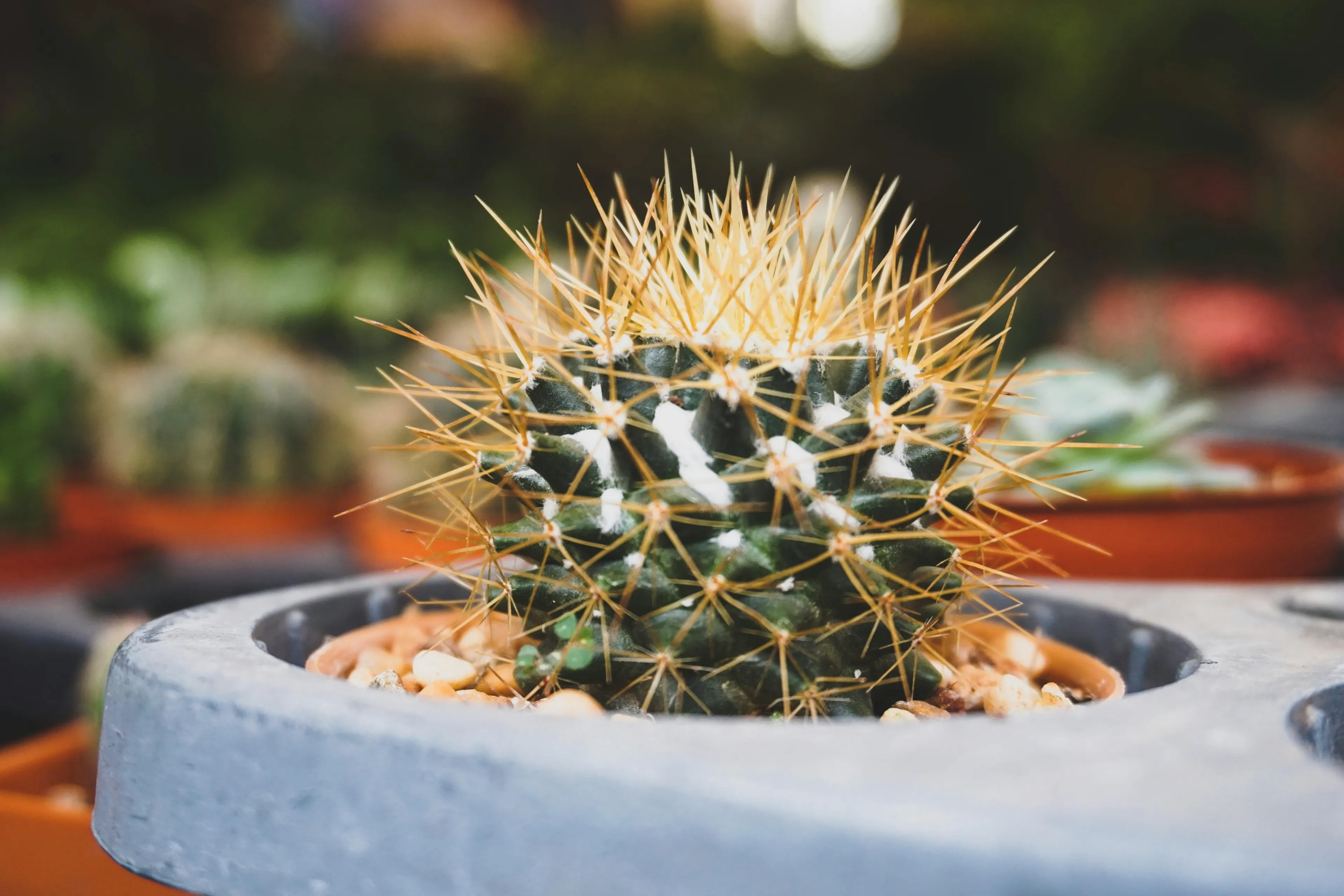 Close-up of a vibrant green cactus with sharp, golden spines, planted in a grey pot with small rocks. A great houseplant choice.