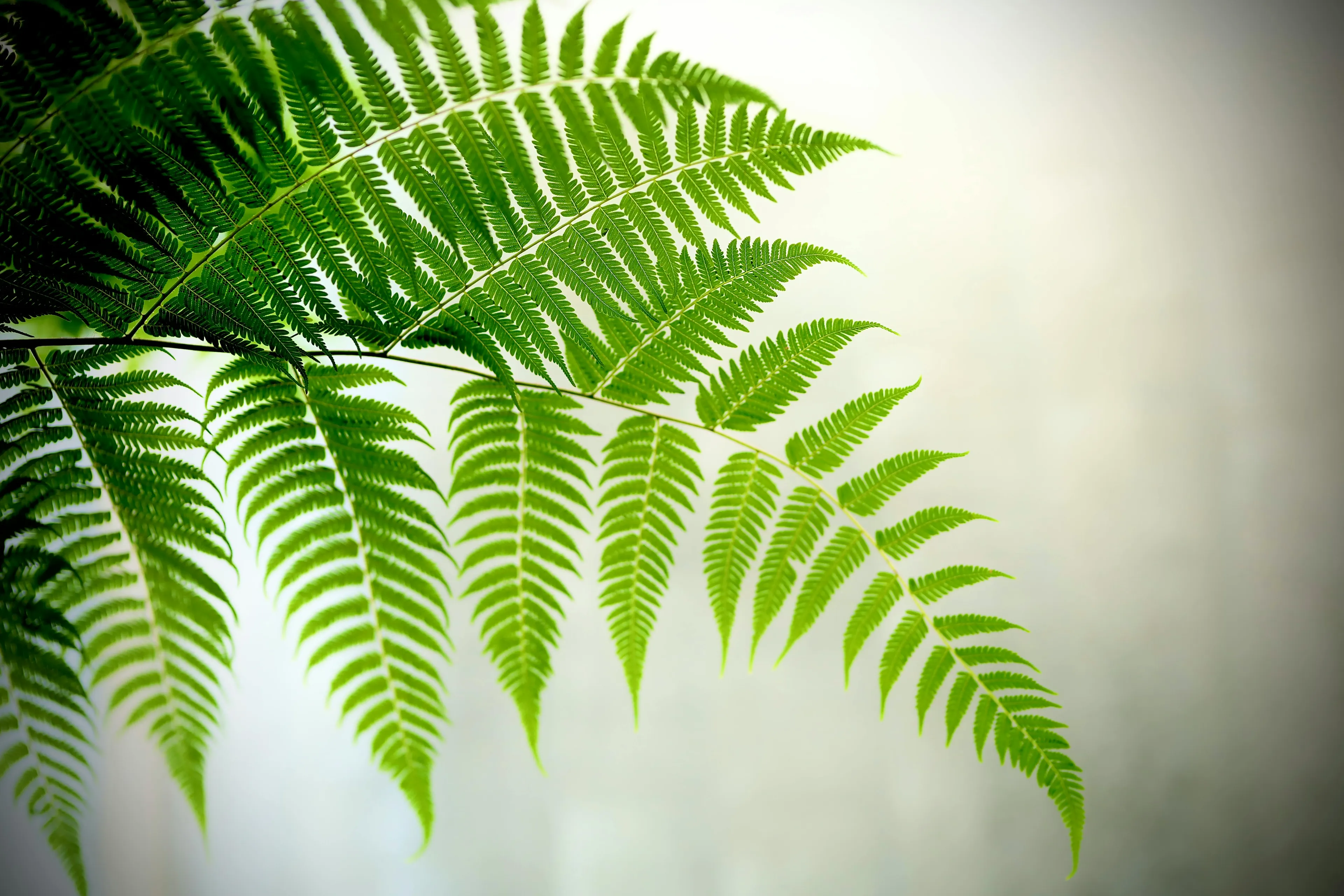 Bright green leaves of a Faux Fern houseplant against a light background, showcasing its delicate texture.