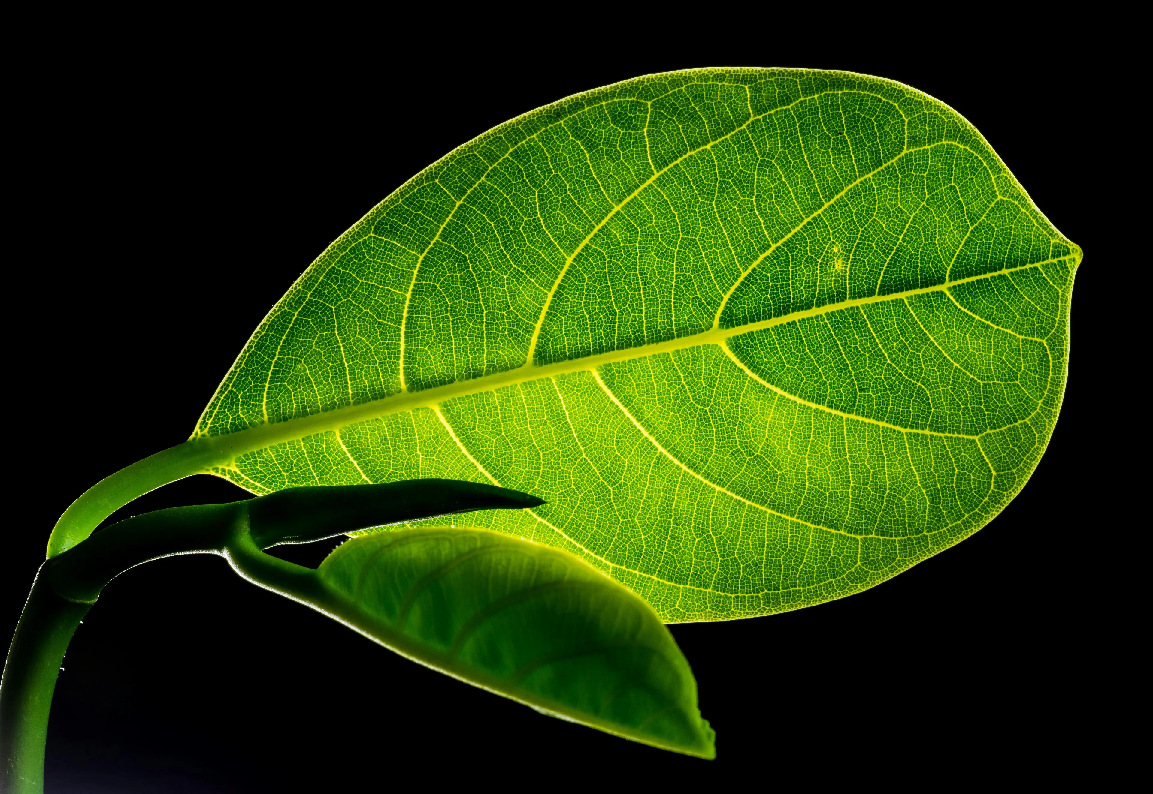 A vibrant green leaf with visible veins glows against a black background. This image relates to trivia night questions about how plants make food.