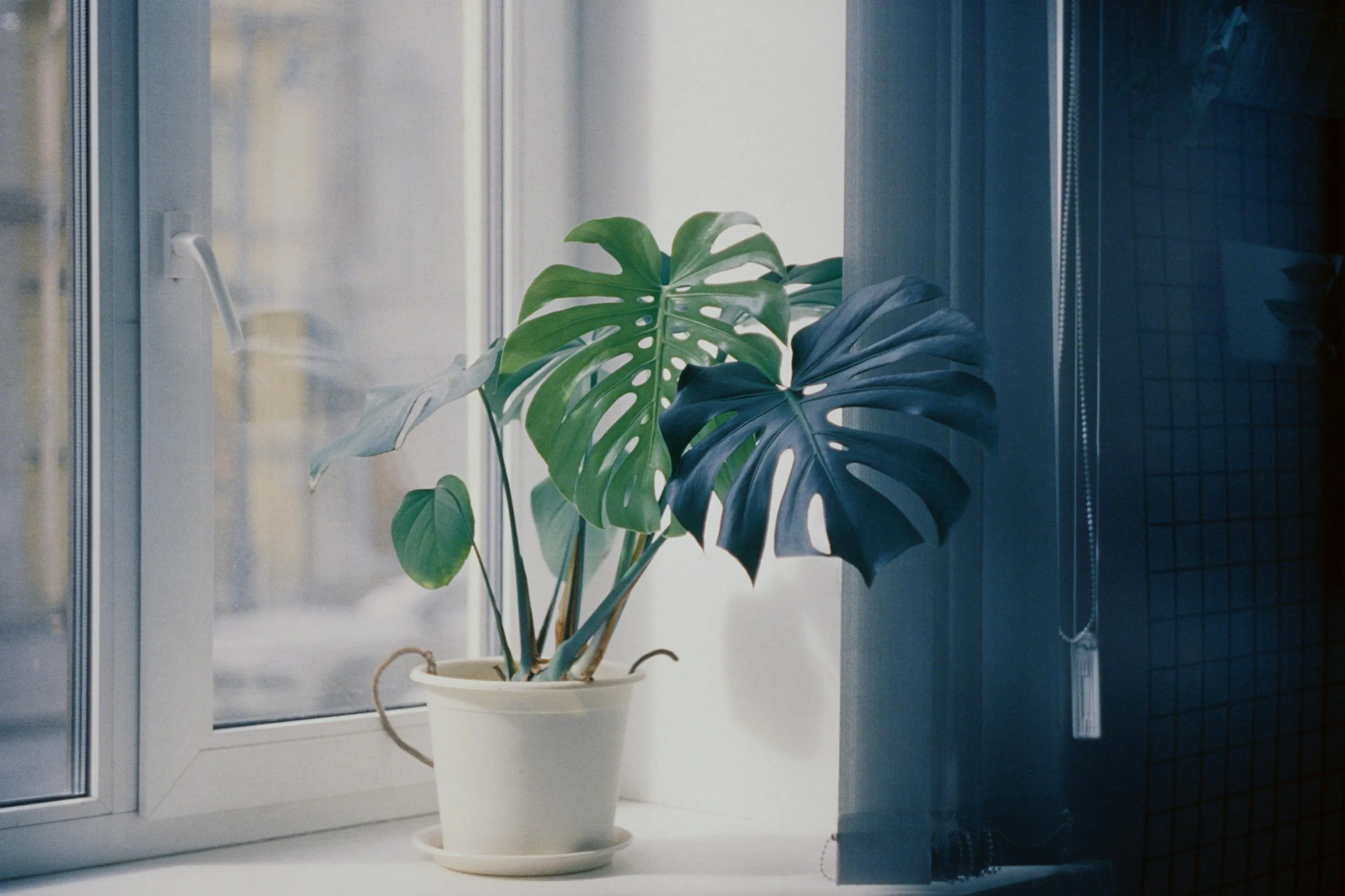 A vibrant Monstera plant in a white pot, basking in natural light by a window, ideal as a housewarming gift.