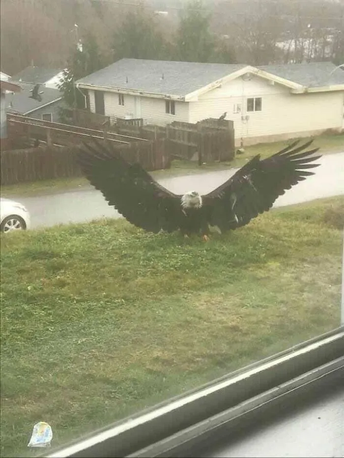 This Absolute Unit Of An Eagle