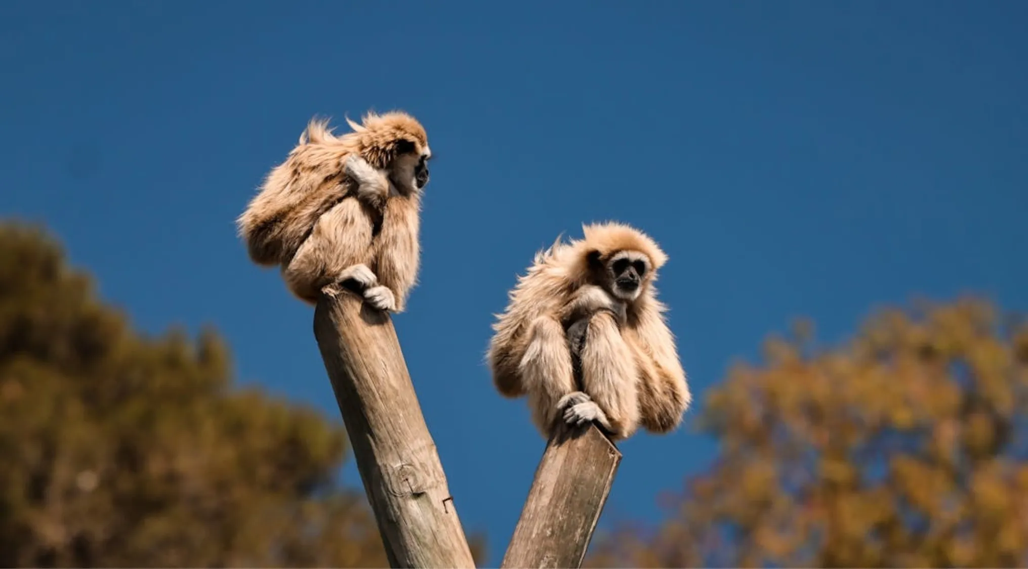 Two fluffy gibbons perch on wooden posts against a clear blue sky, a question for General Knowledge.