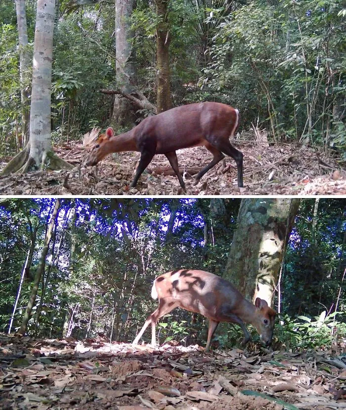 Annamite Muntjac In Pu Mat National Park, Vietnam