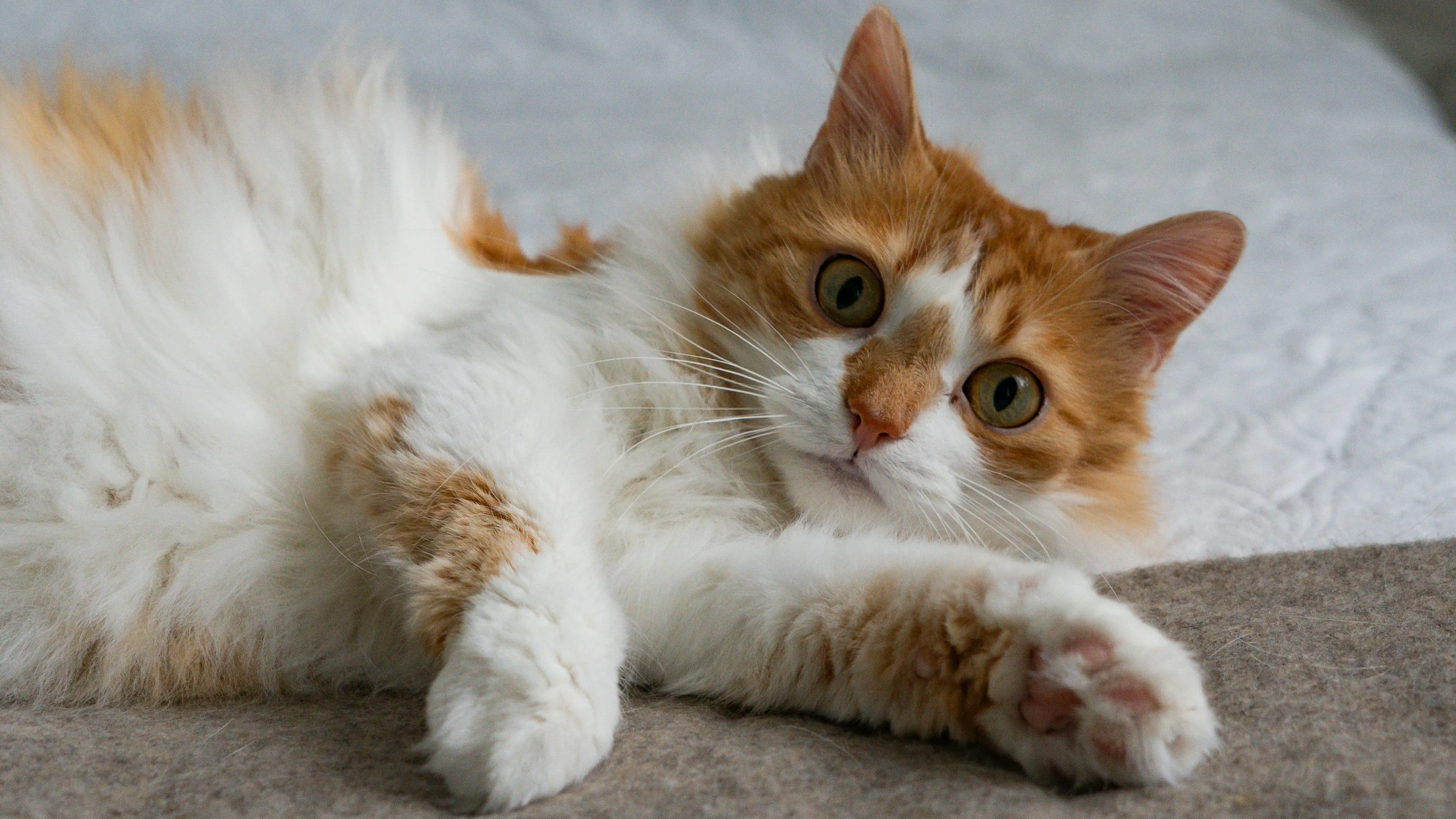 A fluffy orange and white domestic cat with large green eyes, reclining on a blanket, illustrating general knowledge. What is the largest cat species?