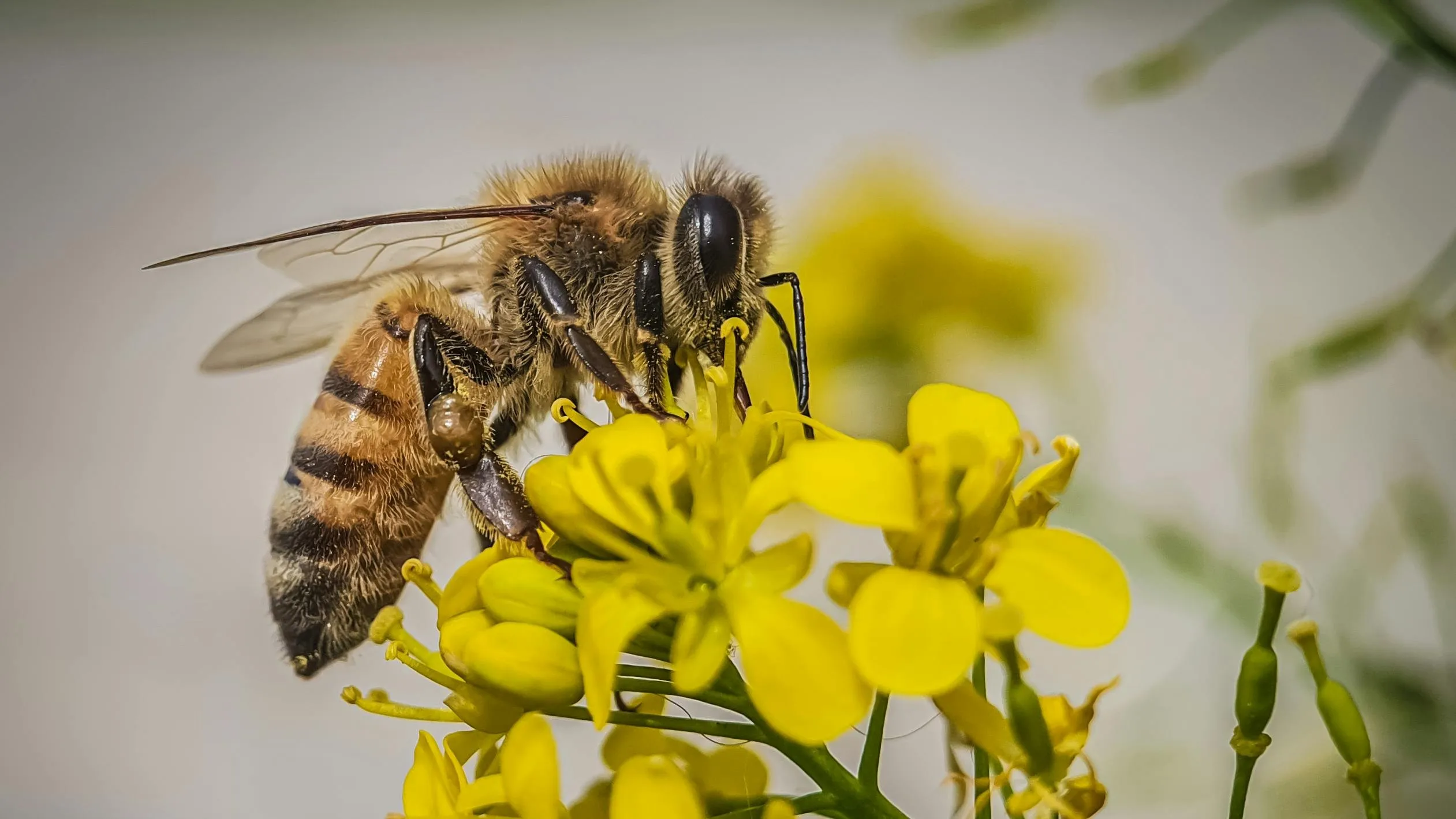 Close-up of a bee on yellow flowers. This image relates to General Knowledge on how many eyes a bee has.