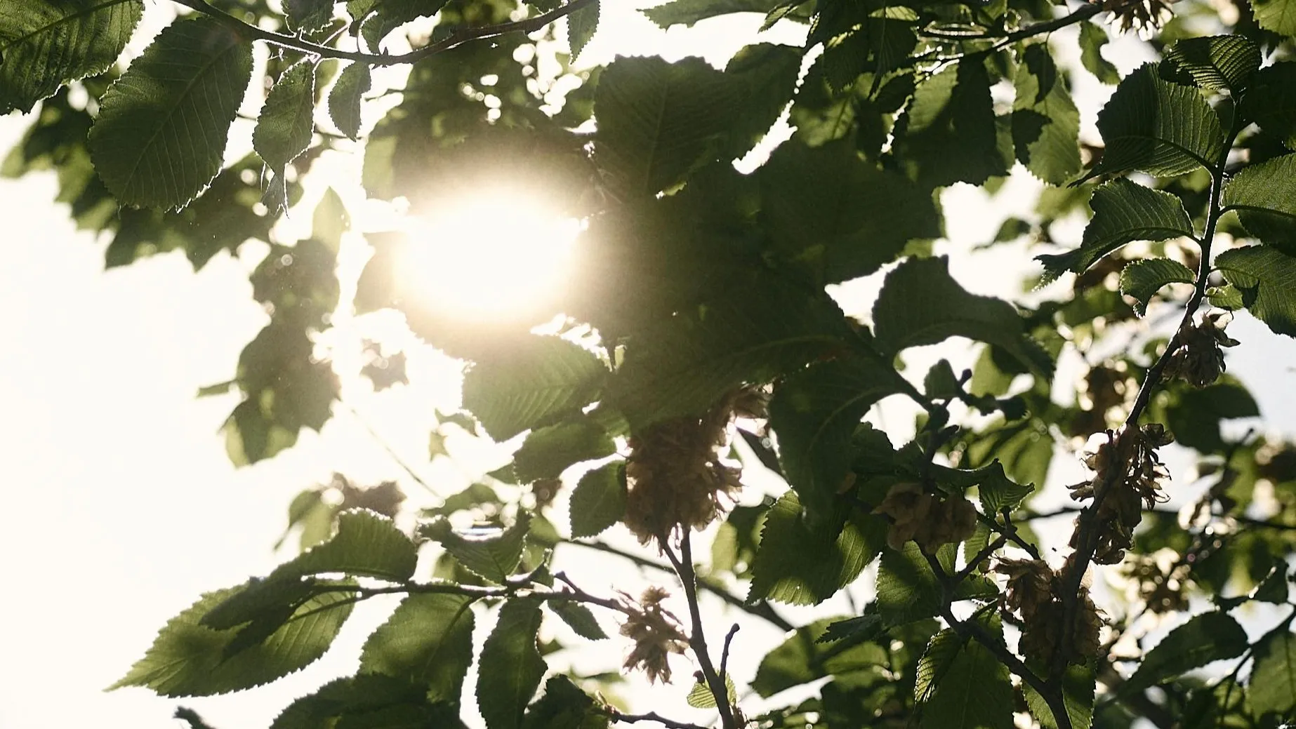 Sunlight shining through green leaves, perfect for a General Knowledge quiz about the sun's light reaching Earth.