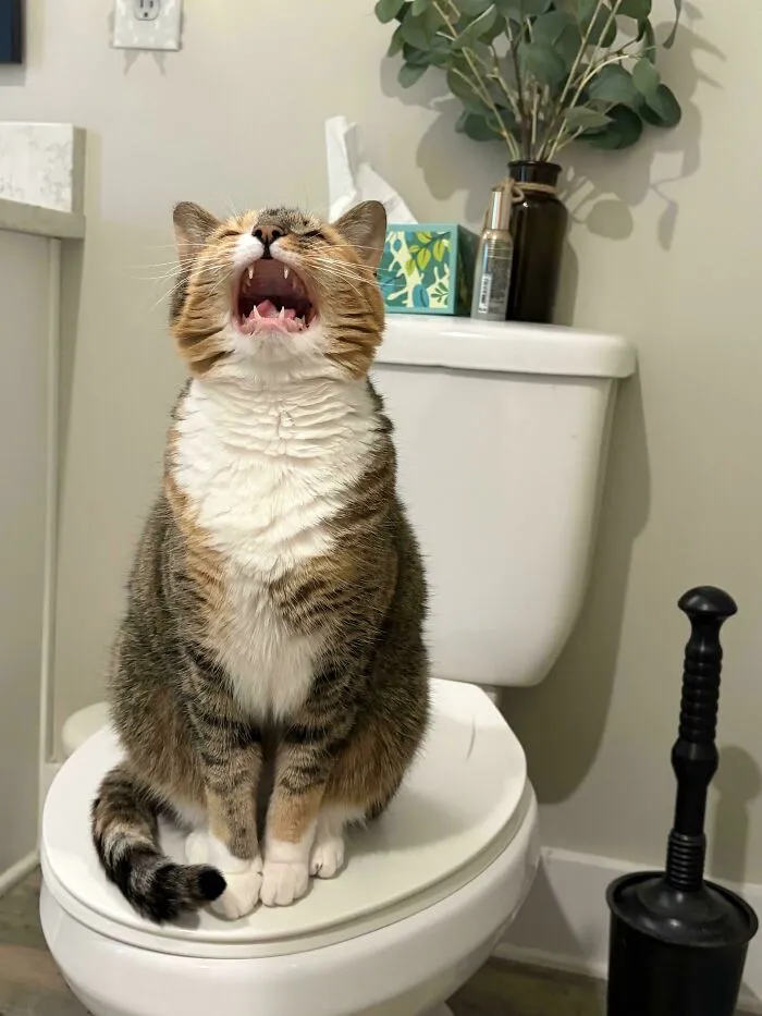 Chubby cat meowing while sitting on a toilet lid in bathroom