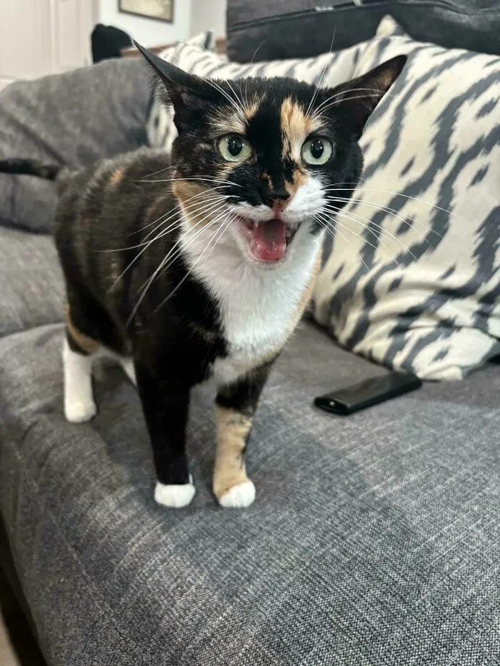 Calico cat meowing animatedly on a gray sofa