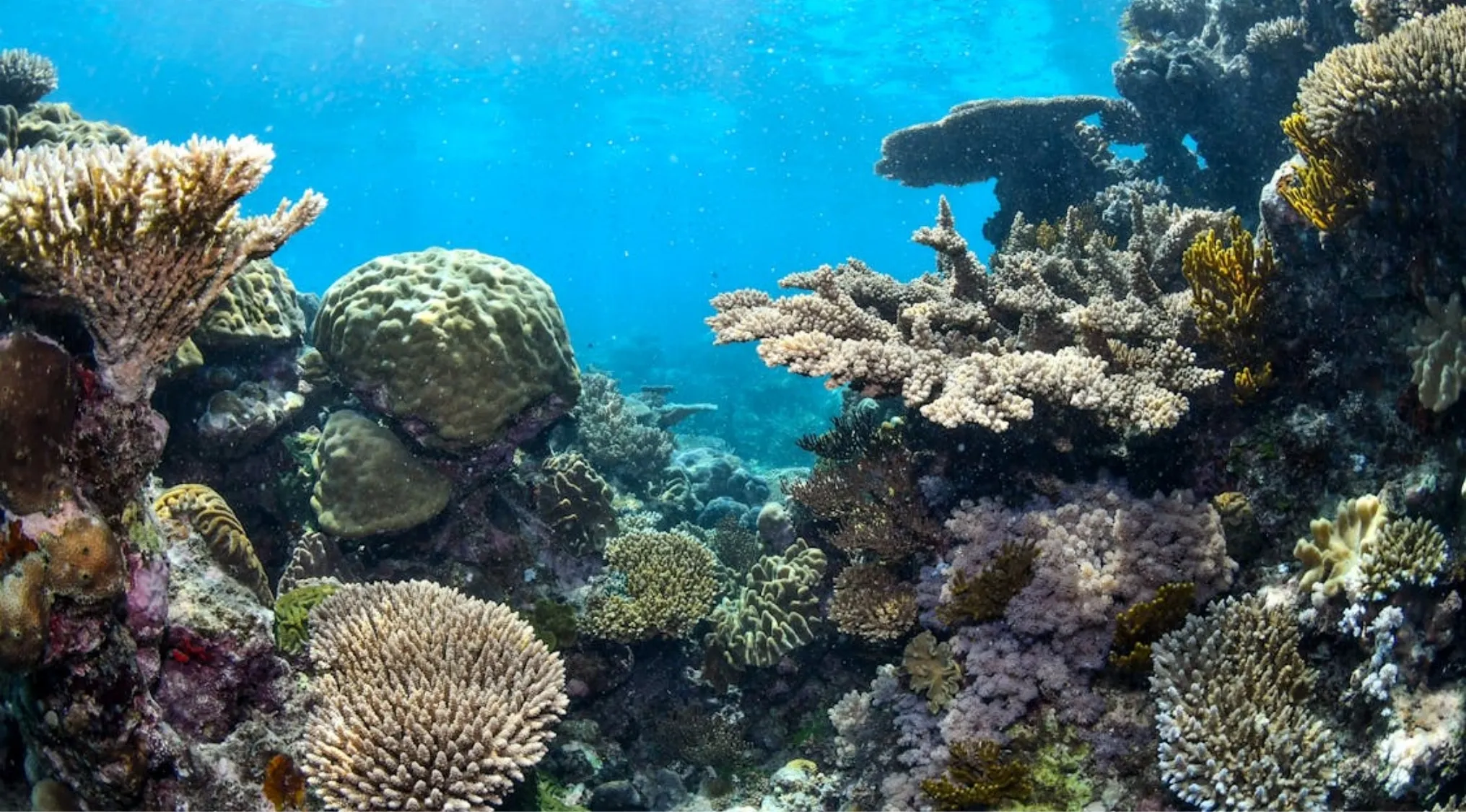Vibrant underwater scene showcasing various corals and marine life, part of the Great Barrier Reef in Australia.