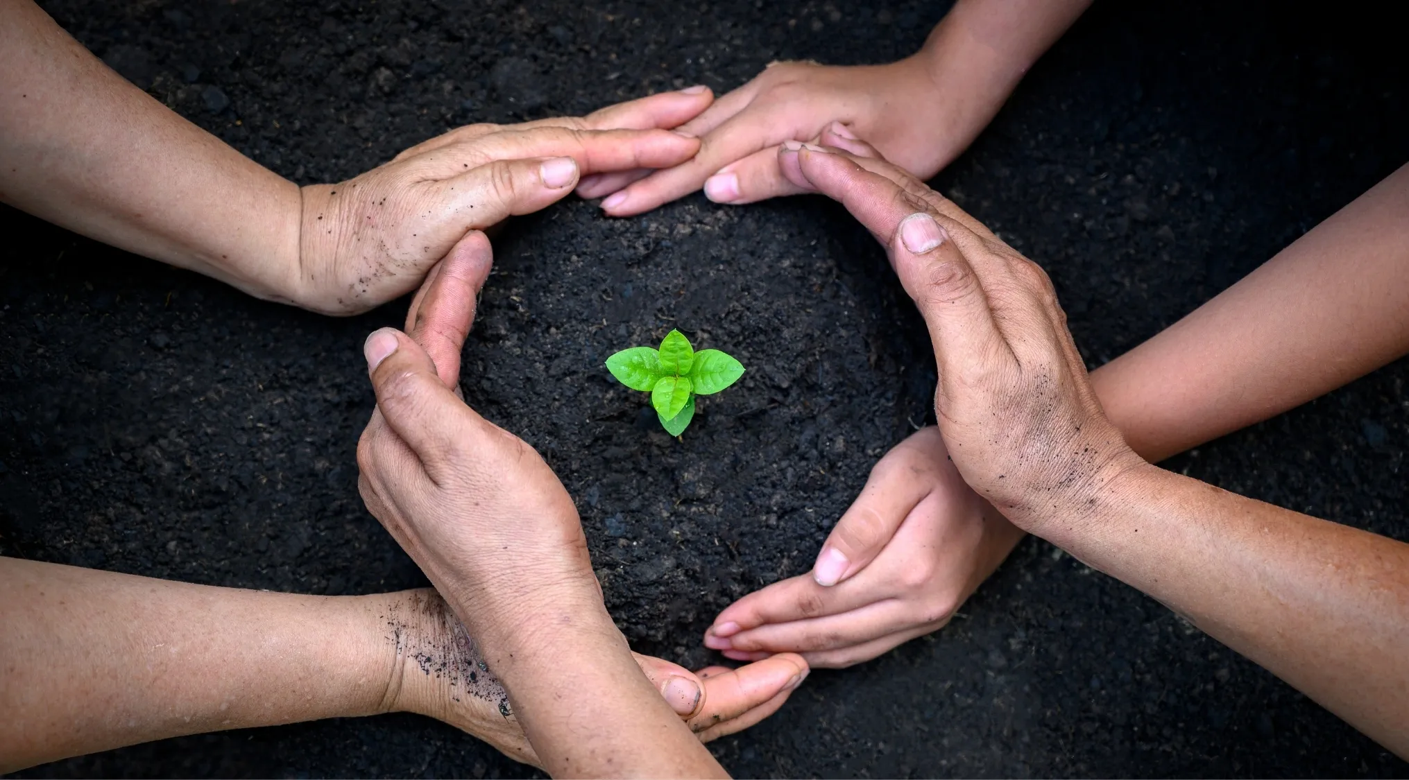 Hands of adults and children protecting a small green plant in dark soil, symbolizing growth and care for Australian citizenship.