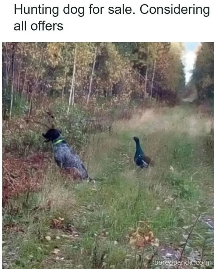 61 Hilarious Memes Featuring Cute, Funny And Mischevious Dogs