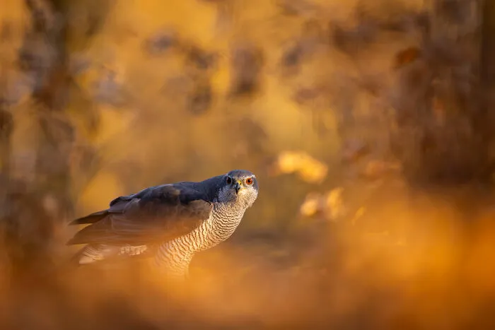 30 Incredible Moments In Nature Captured By Michel d'Oultremont