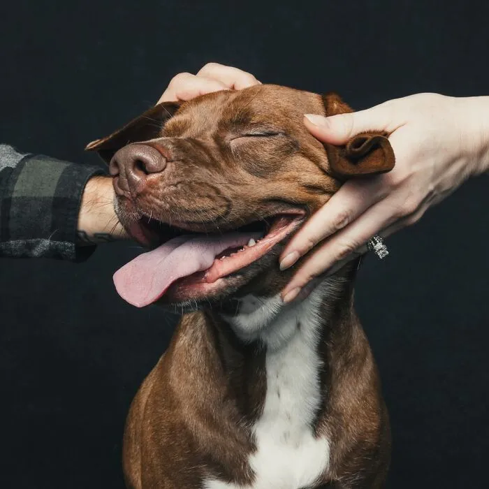 38 Photos From This Series That Prove How Powerful The Bond Between Dogs And Humans Can Be