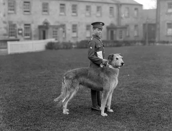 Irish Guards' Band Drummer Boy, Pictured At Waterford Barracks With The Regiment's Mascot, An Irish Wolfhound, 1917