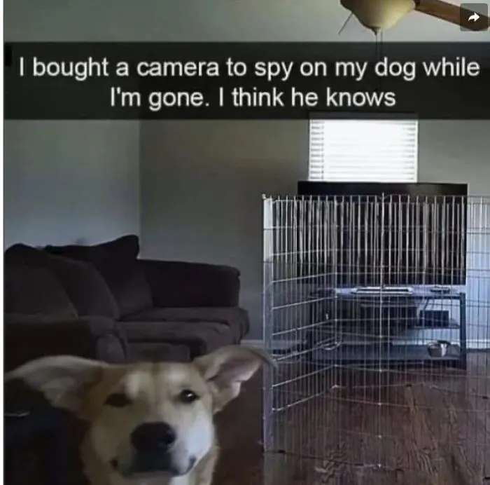 61 Hilarious Memes Featuring Cute, Funny And Mischevious Dogs