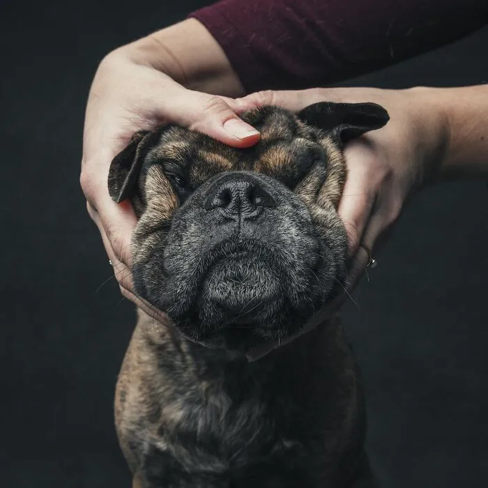 38 Photos From This Series That Prove How Powerful The Bond Between Dogs And Humans Can Be